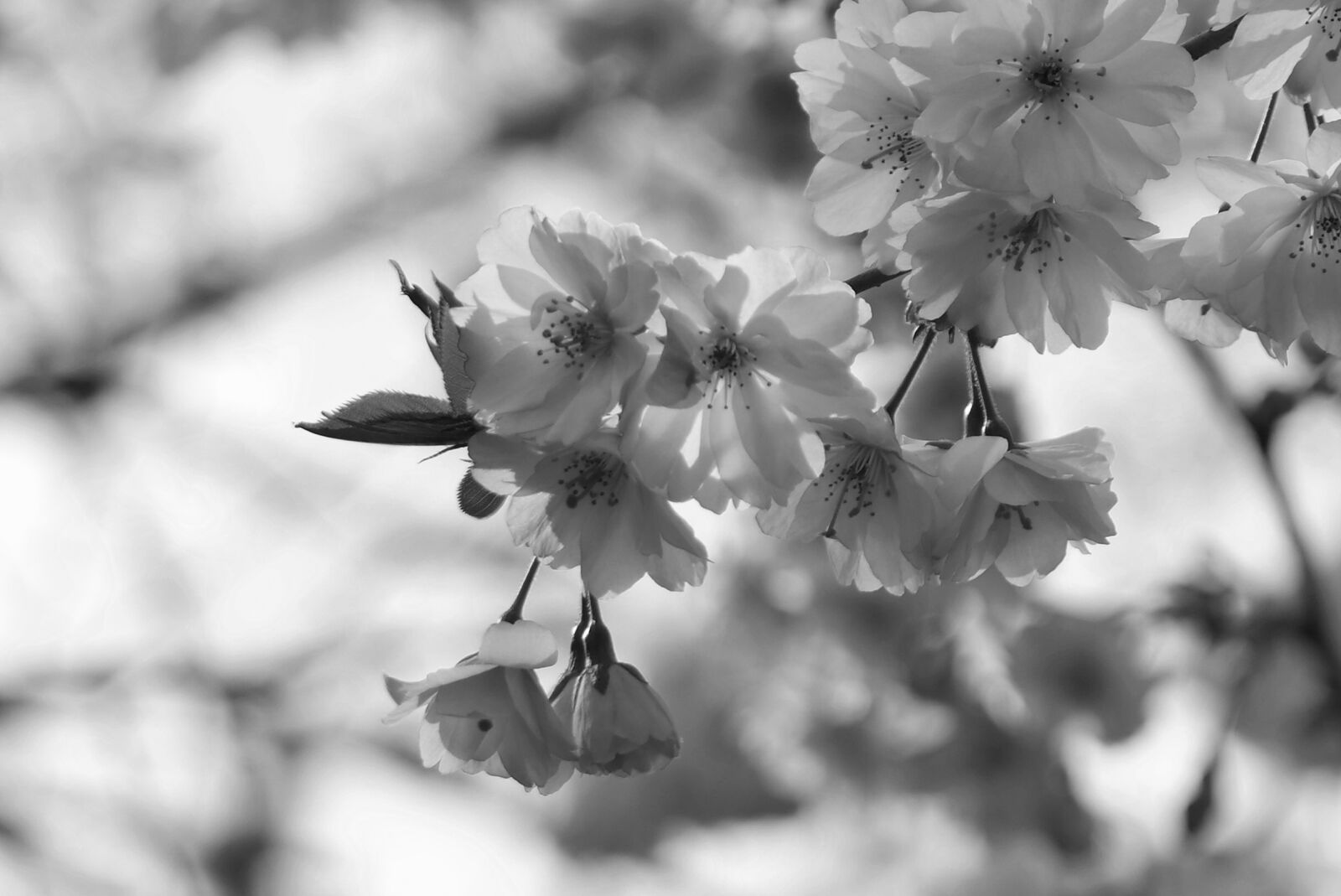 Samsung NX300M sample photo. Blossom, bloom, bud photography