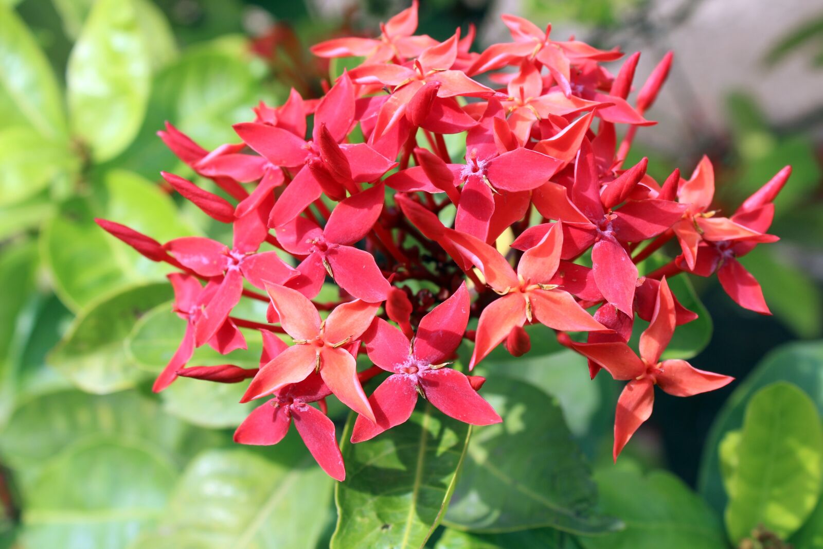 Canon EOS 700D (EOS Rebel T5i / EOS Kiss X7i) sample photo. Red flowers, green leaves photography