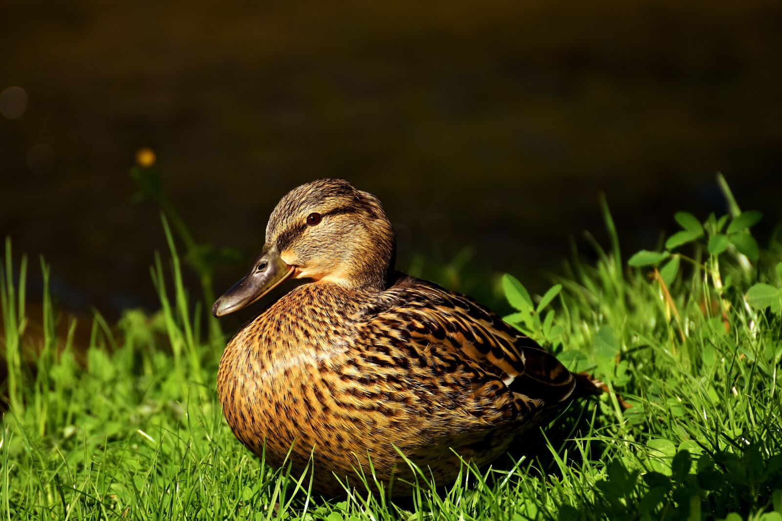 Nikon D7200 sample photo. Duck, mallard, water bird photography