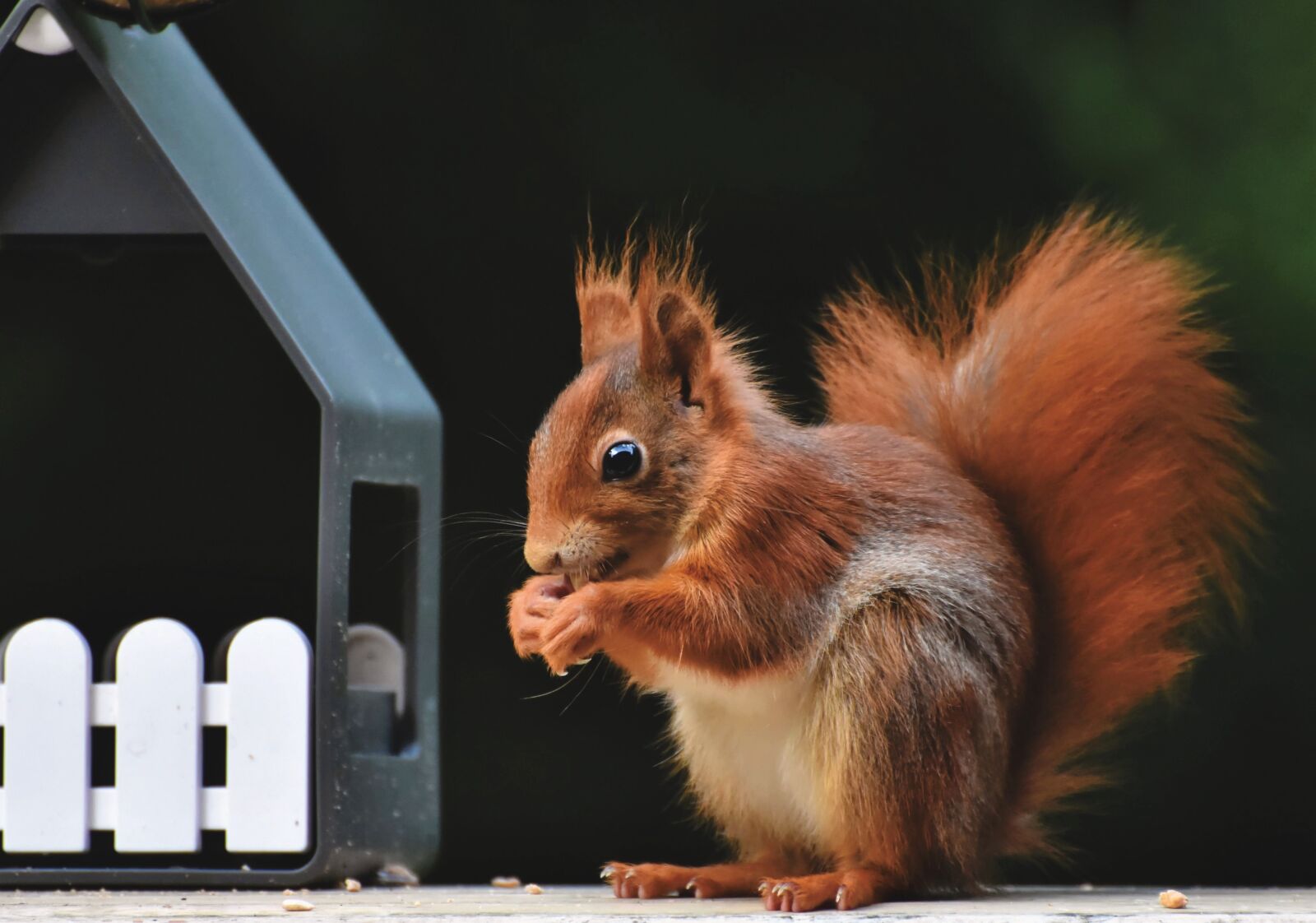 Nikon D7200 sample photo. Squirrel, eurasian squirrel, eat photography