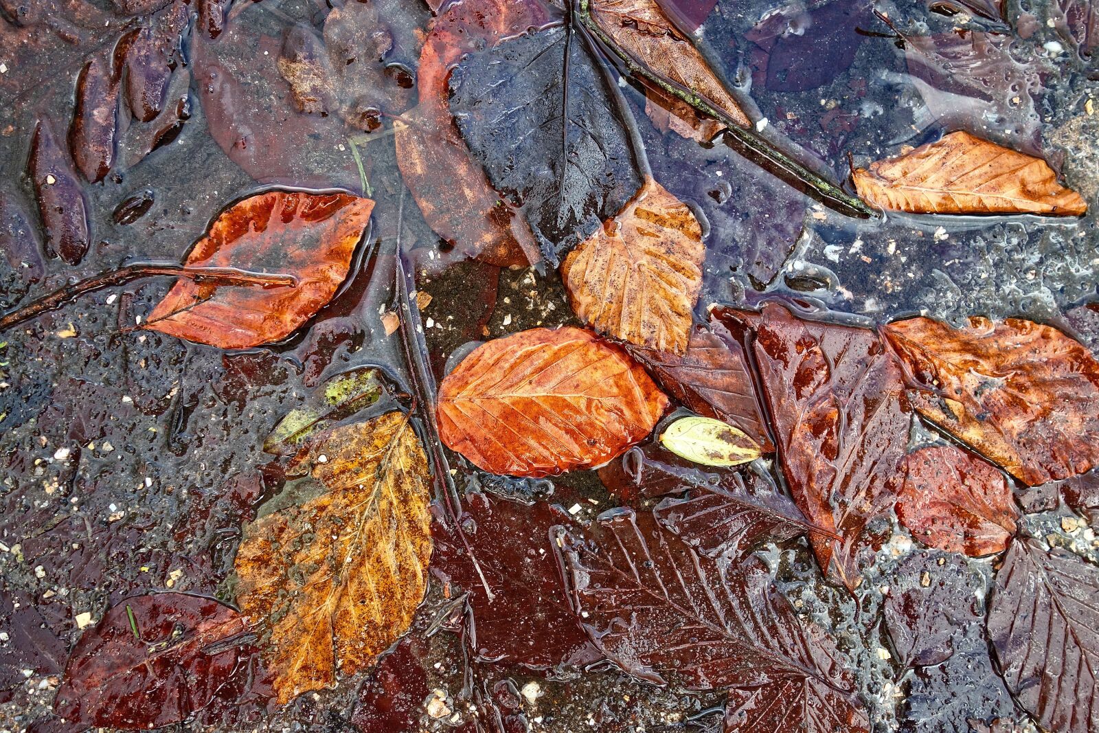 Sony Cyber-shot DSC-RX100 sample photo. Leaf, autumn leaf, autumn photography
