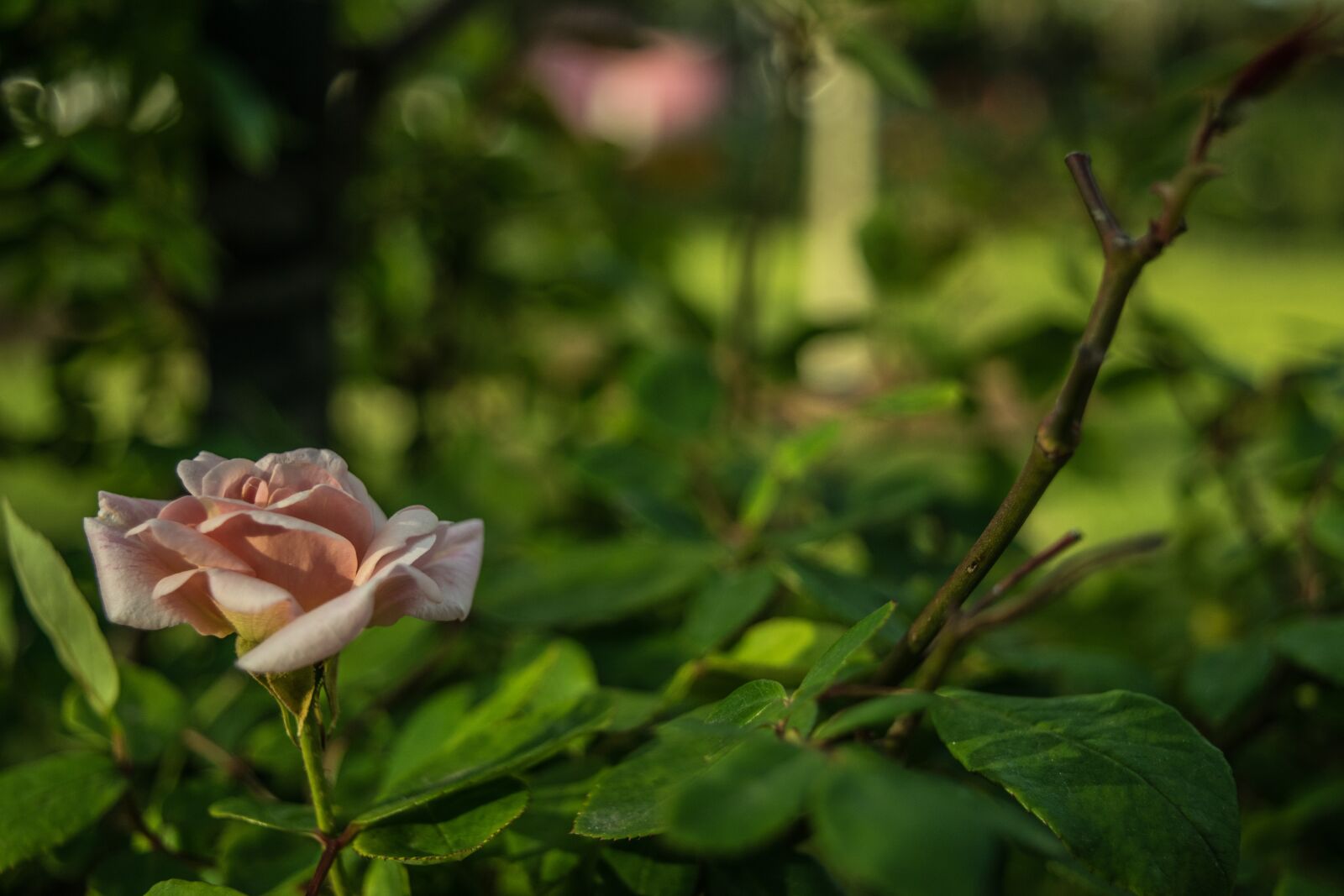 Nikon D5300 sample photo. Rose, pink, flower photography