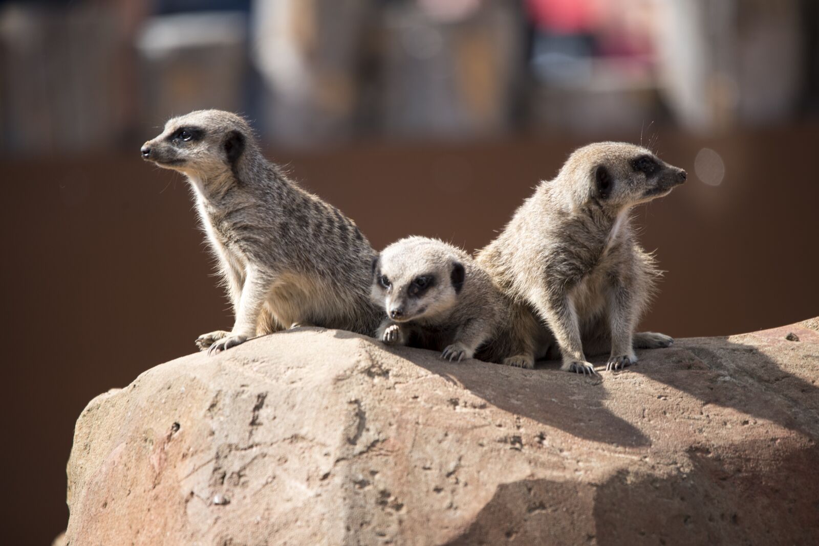 Nikon D750 sample photo. Meercat, zoo, wildlife photography