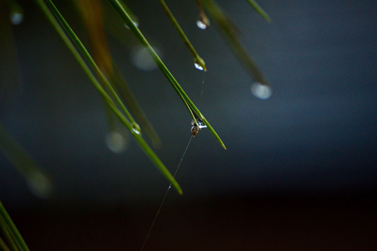 Nikon D3300 sample photo. Macro, photo, pine, needle photography