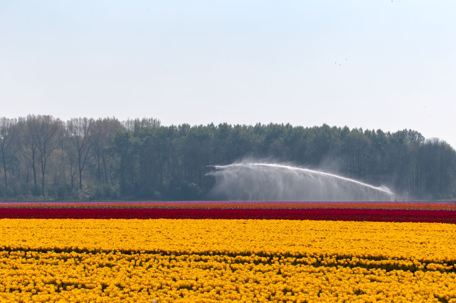 Canon EOS 6D + Canon EF 24-105mm F4L IS USM sample photo. Bulb fields, tulips, bulb photography