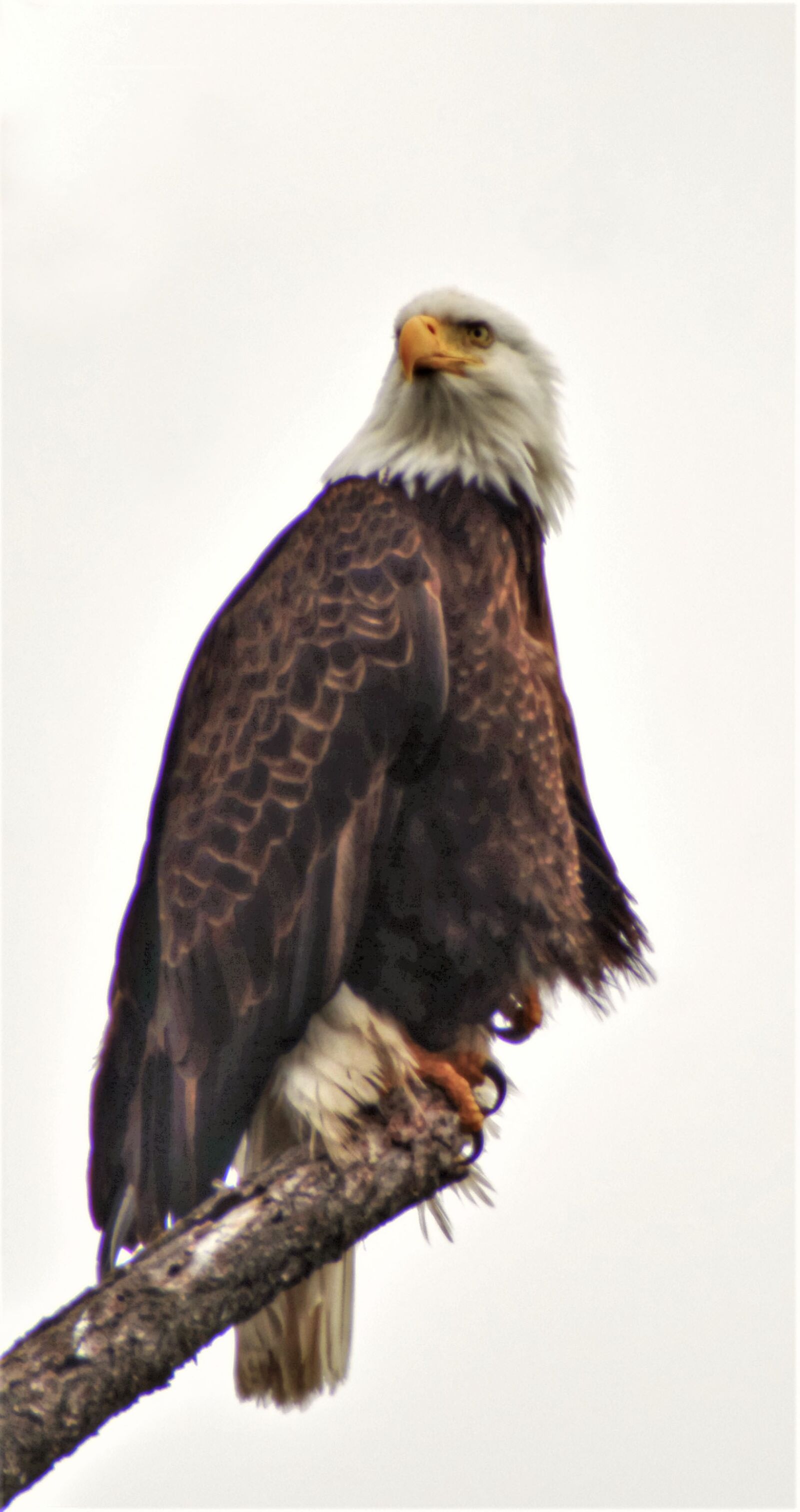 Nikon D7100 sample photo. Bald eagle, raptor, bird photography