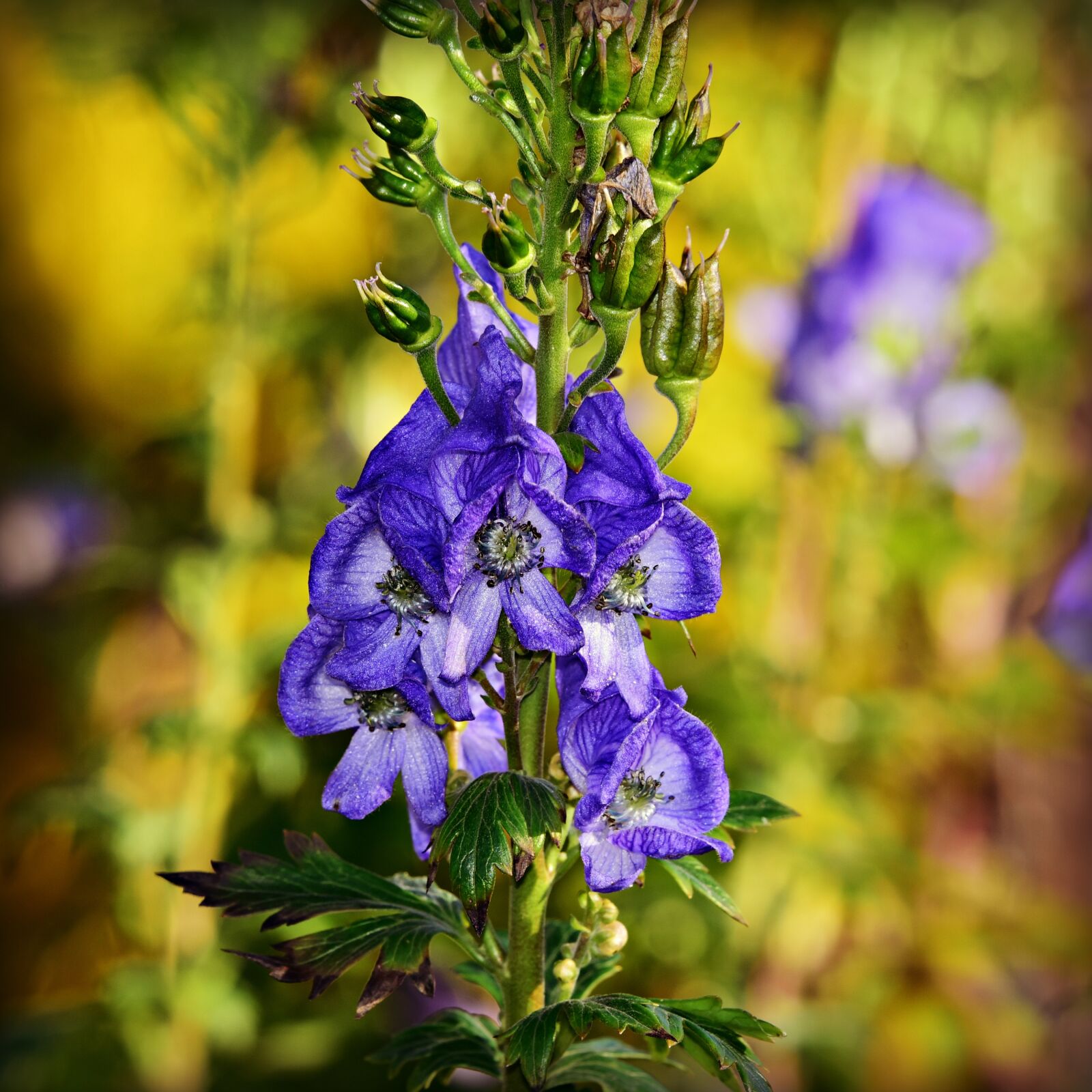 Nikon D750 sample photo. Monkshood, aconite, flower photography