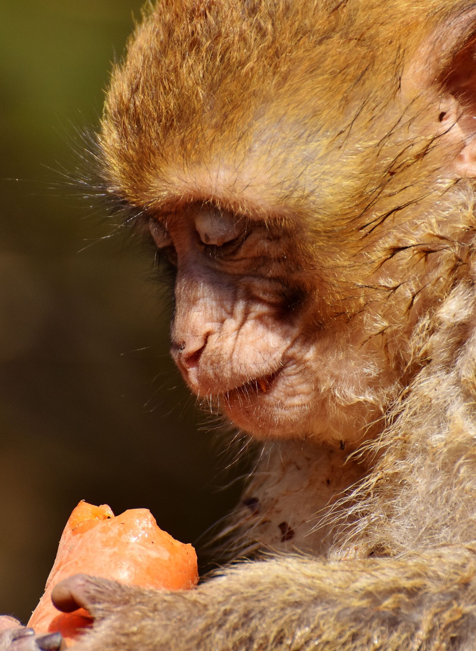 Nikon D7200 sample photo. Barbary ape, eat, carrot photography
