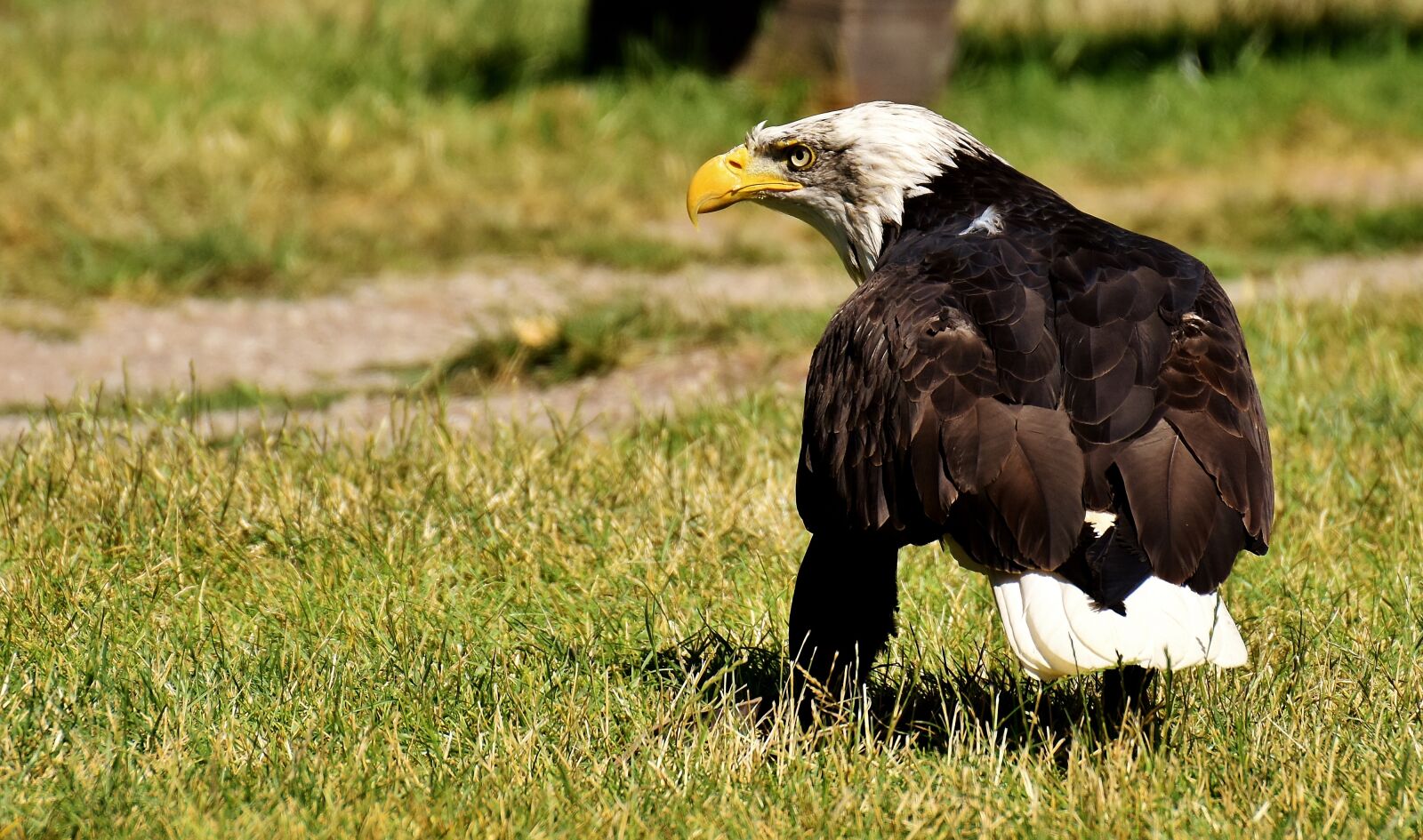 Nikon D7200 sample photo. Adler, bald eagles, bird photography