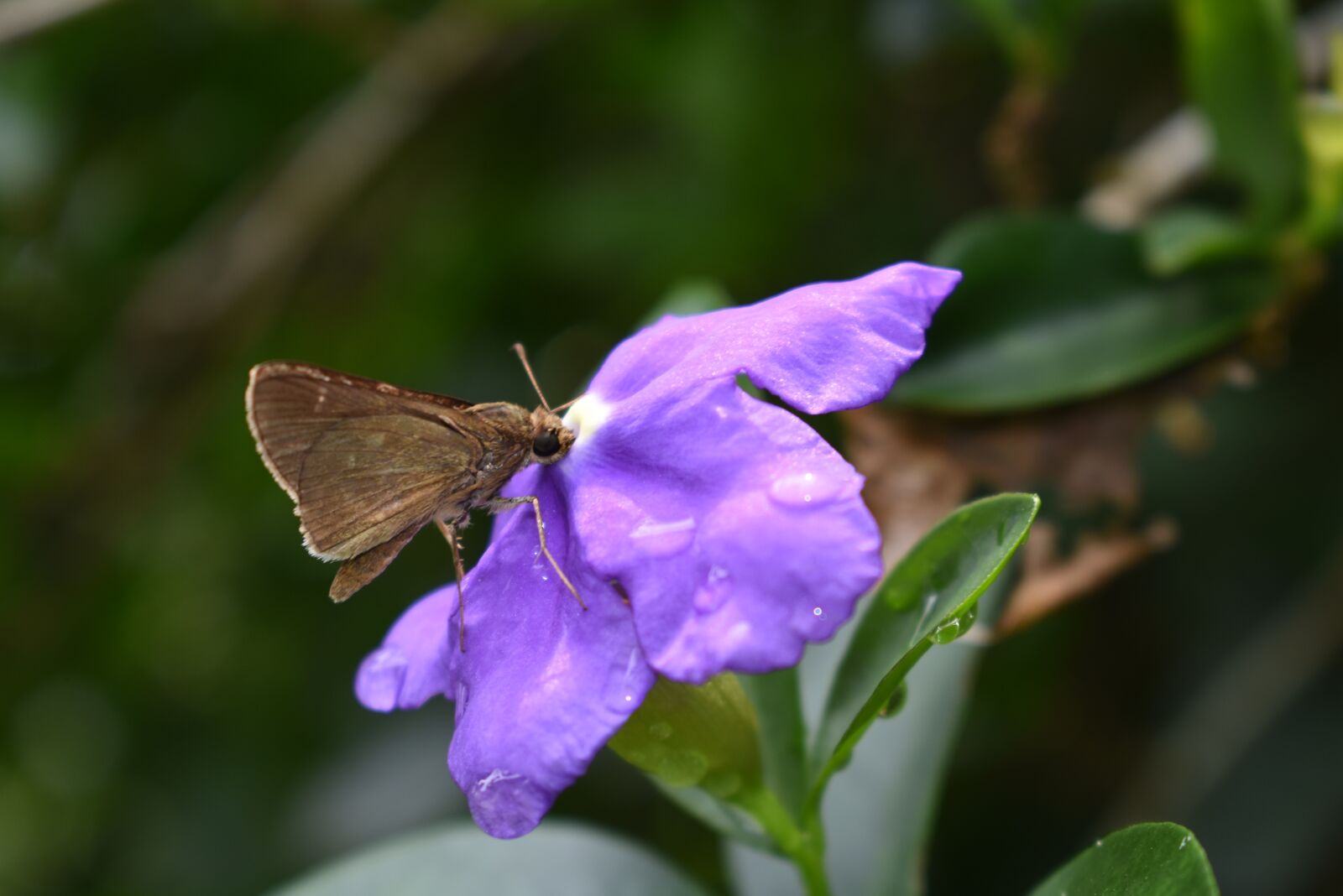Nikon D3400 sample photo. Butterfly, purple, nature photography