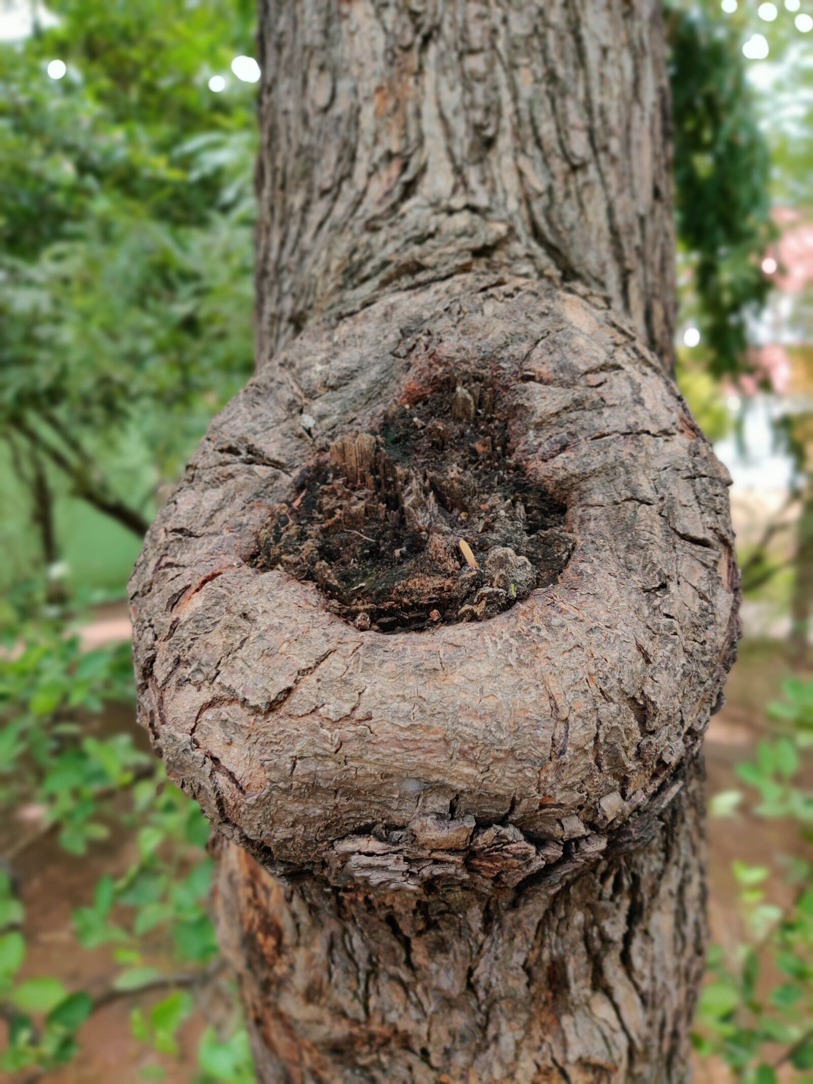 OnePlus GM1901 sample photo. Tree, trunk, forest photography