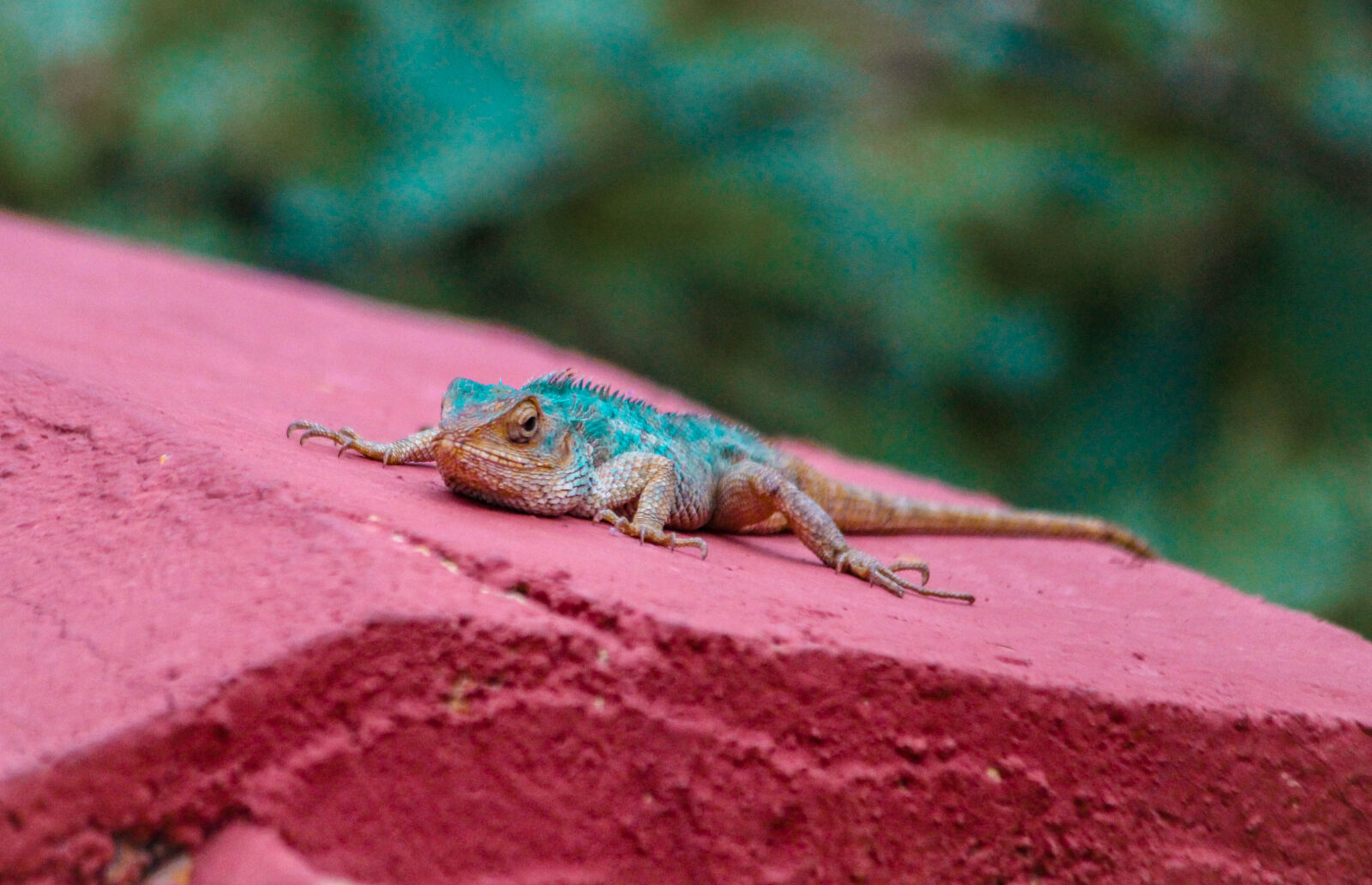 Canon EOS 700D (EOS Rebel T5i / EOS Kiss X7i) sample photo. Animal, photography, lizard, natue photography