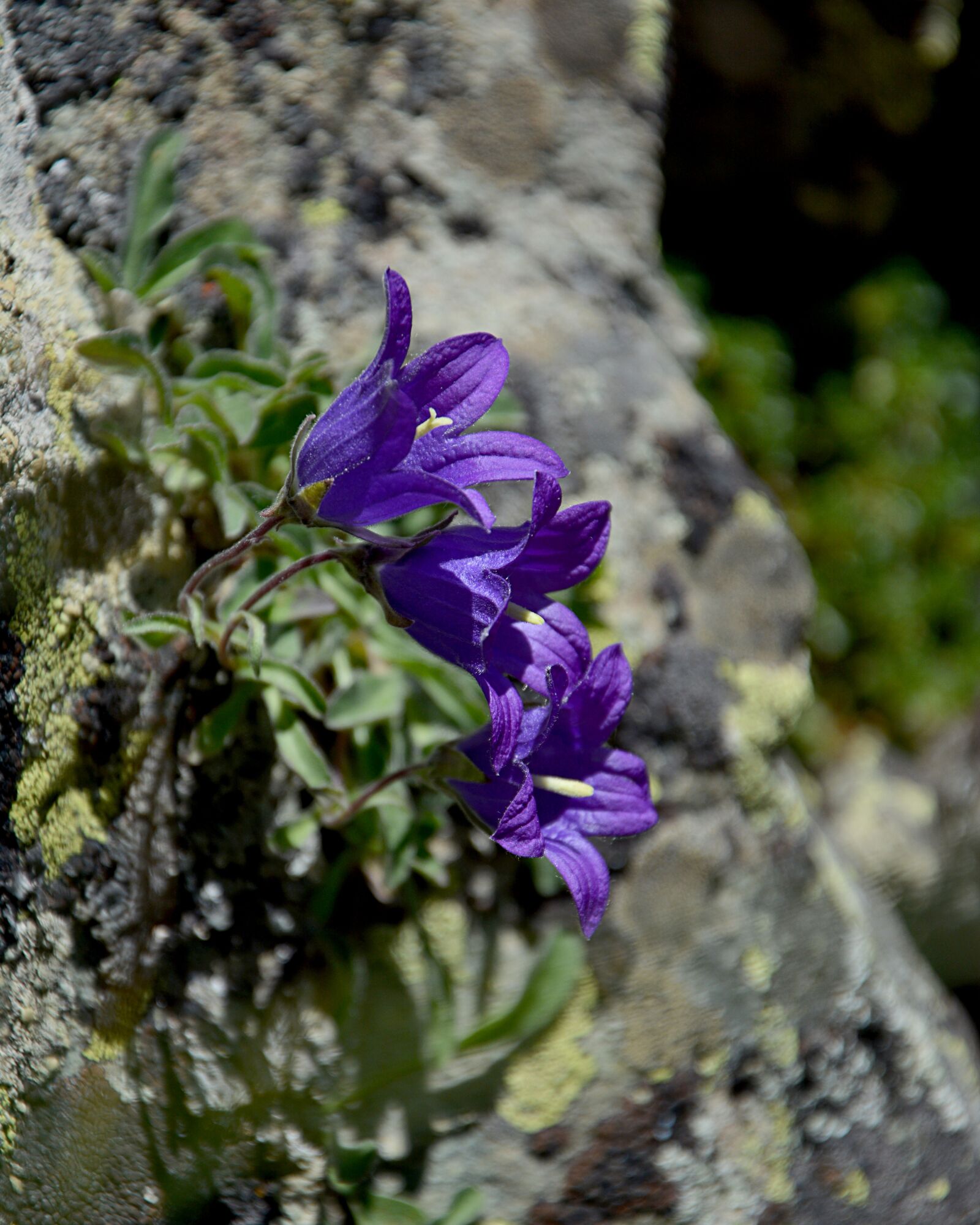Nikon D7100 sample photo. Flower, nature, macro photography