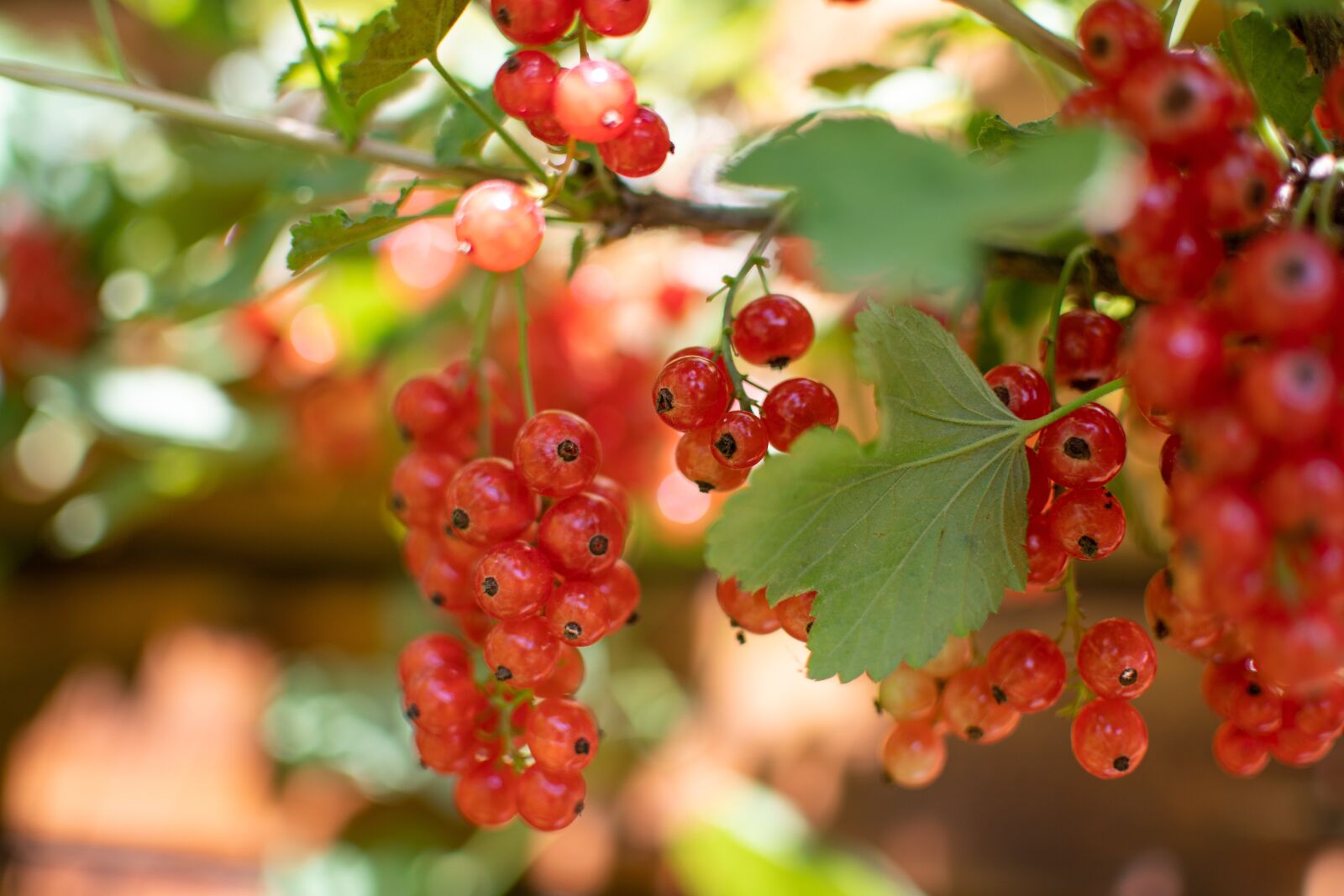 Nikon D500 sample photo. Currant, red, fruit photography
