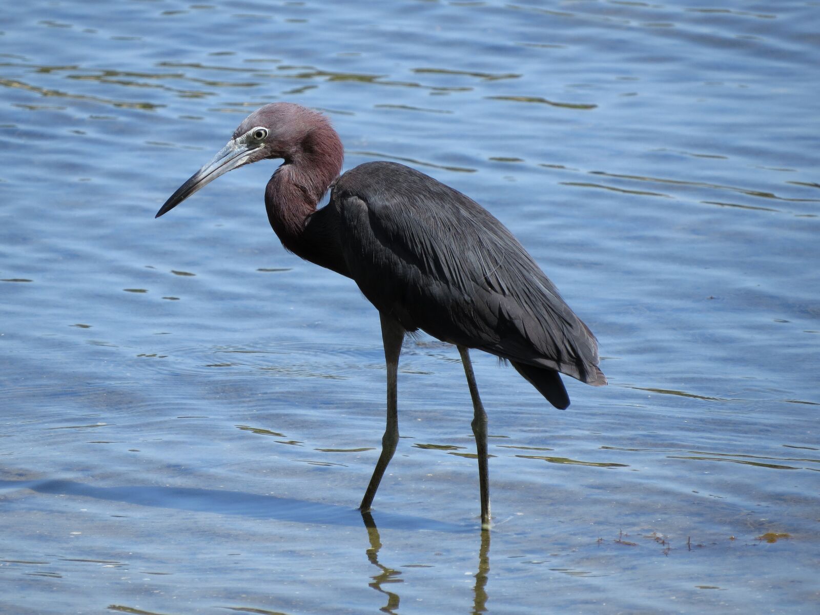 Canon PowerShot SX50 HS sample photo. Blue heron, birds, heron photography