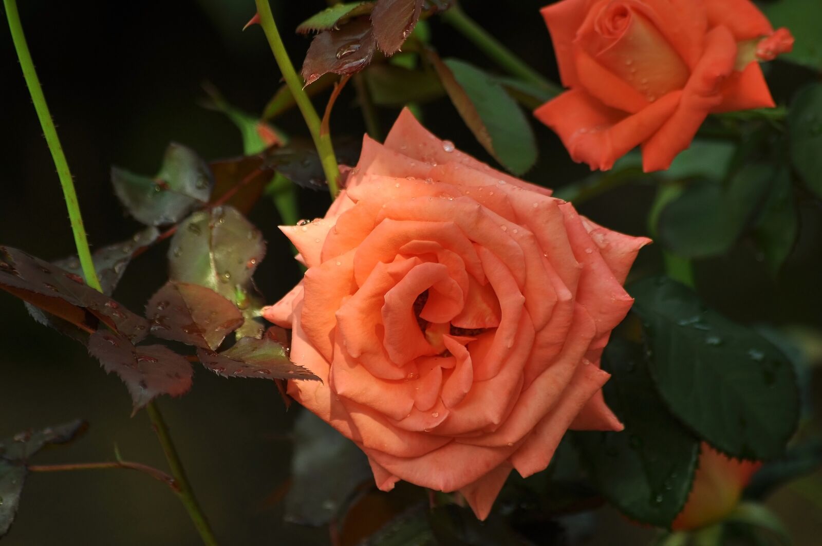 Nikon D90 sample photo. Flower, bush, roses photography