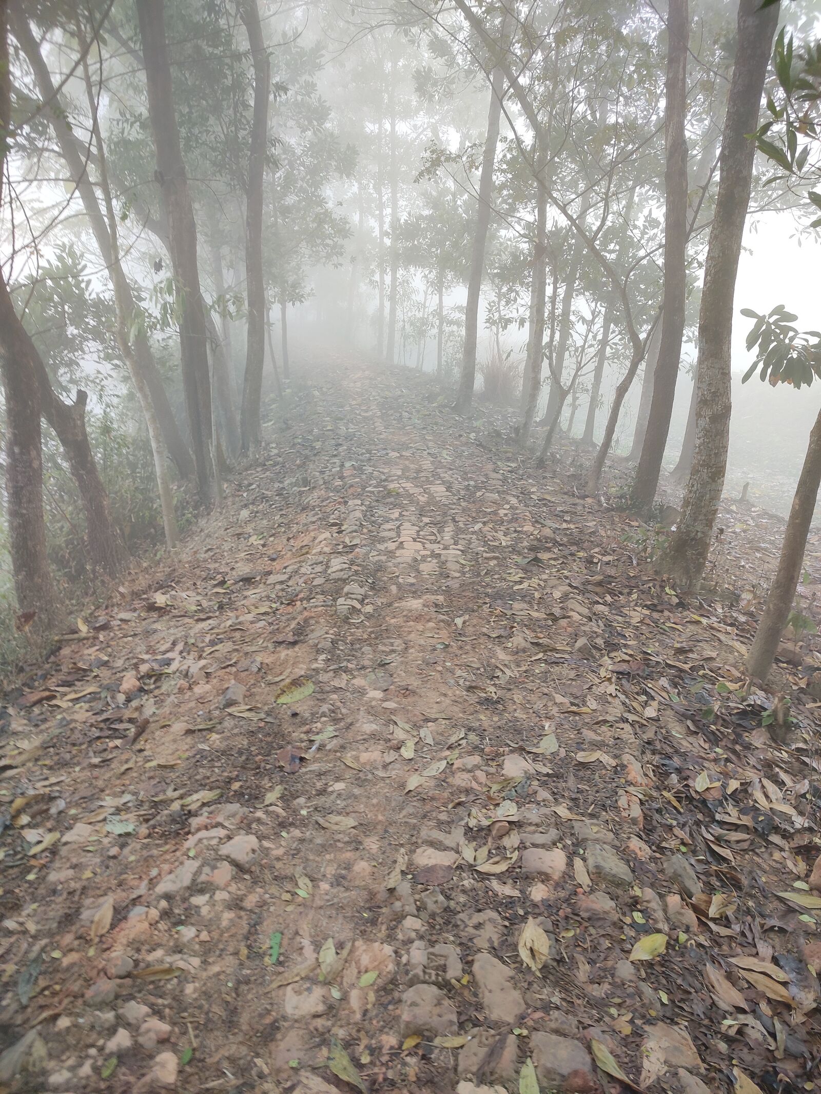 Xiaomi Redmi Note 7 Pro sample photo. Foggy road, good morning photography