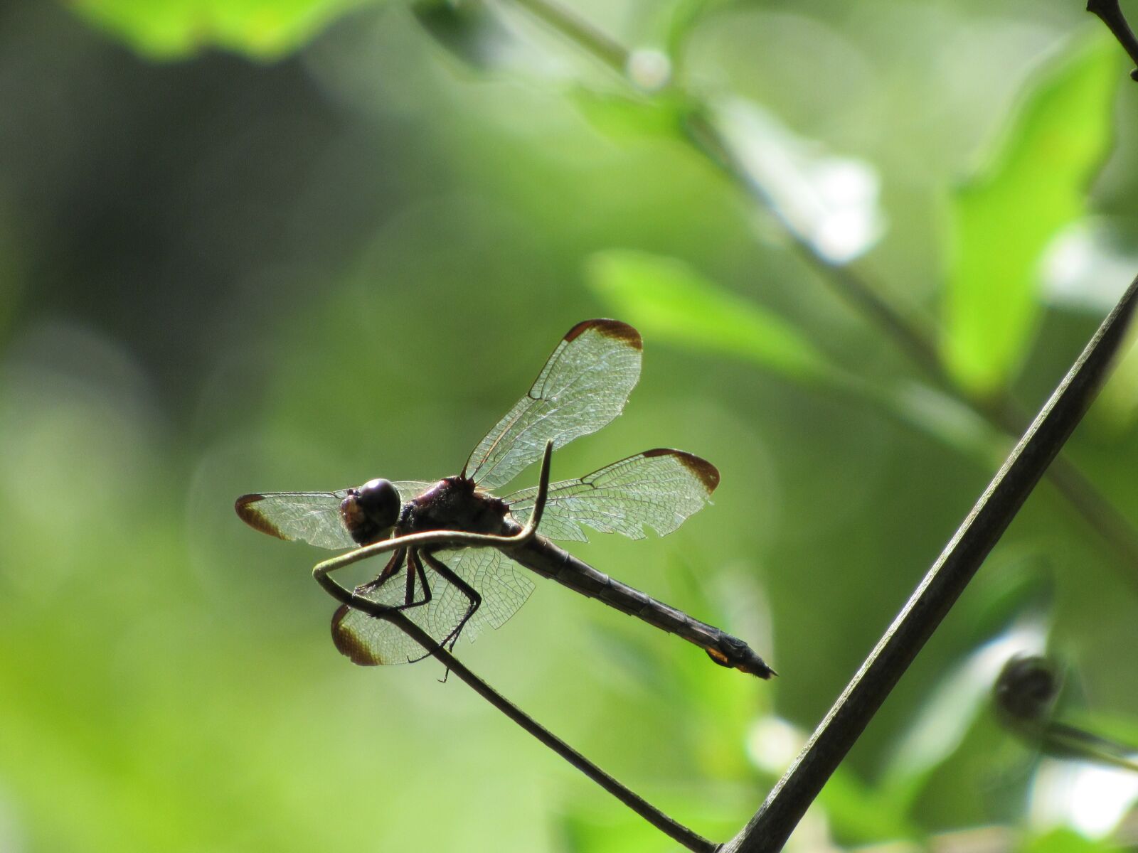Canon PowerShot SX520 HS sample photo. Dragonfly, twig, green photography