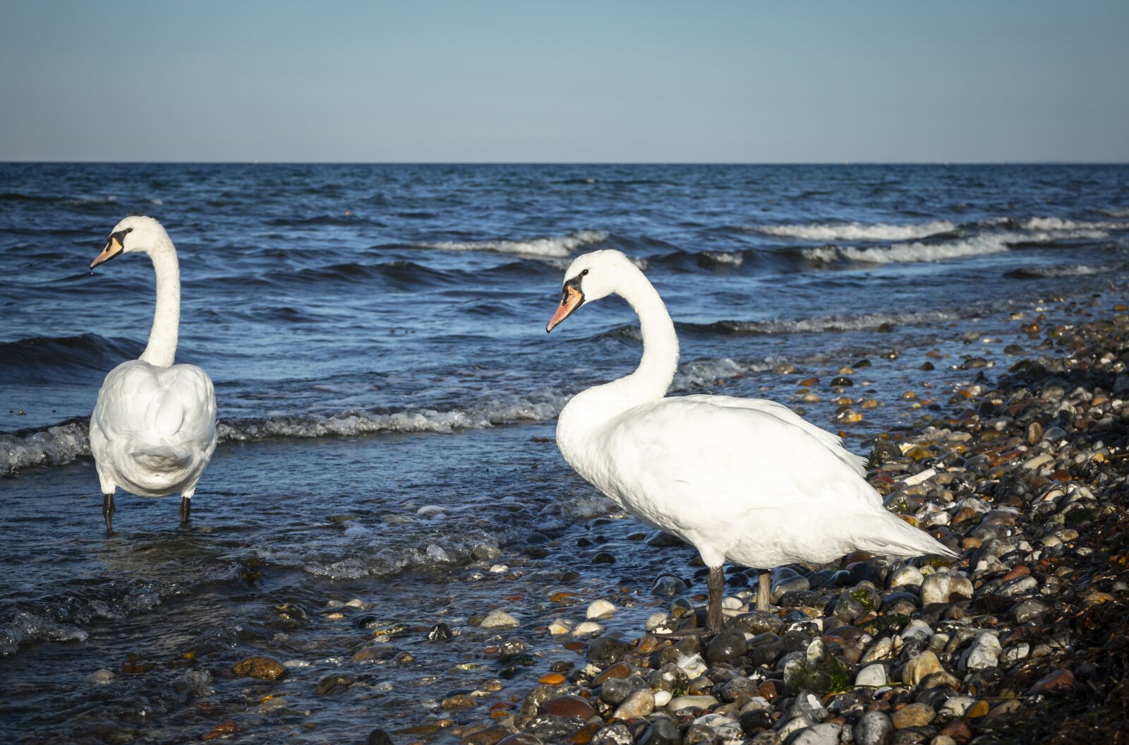 Sony a7 II + Sony FE 28-70mm F3.5-5.6 OSS sample photo. Swan, bird, plumage photography