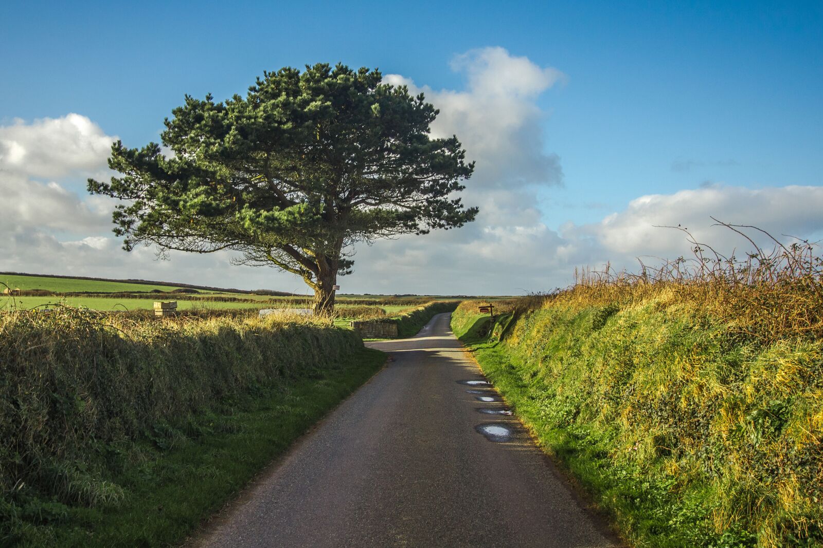 Canon EOS 60D sample photo. Tree, path, panorama photography