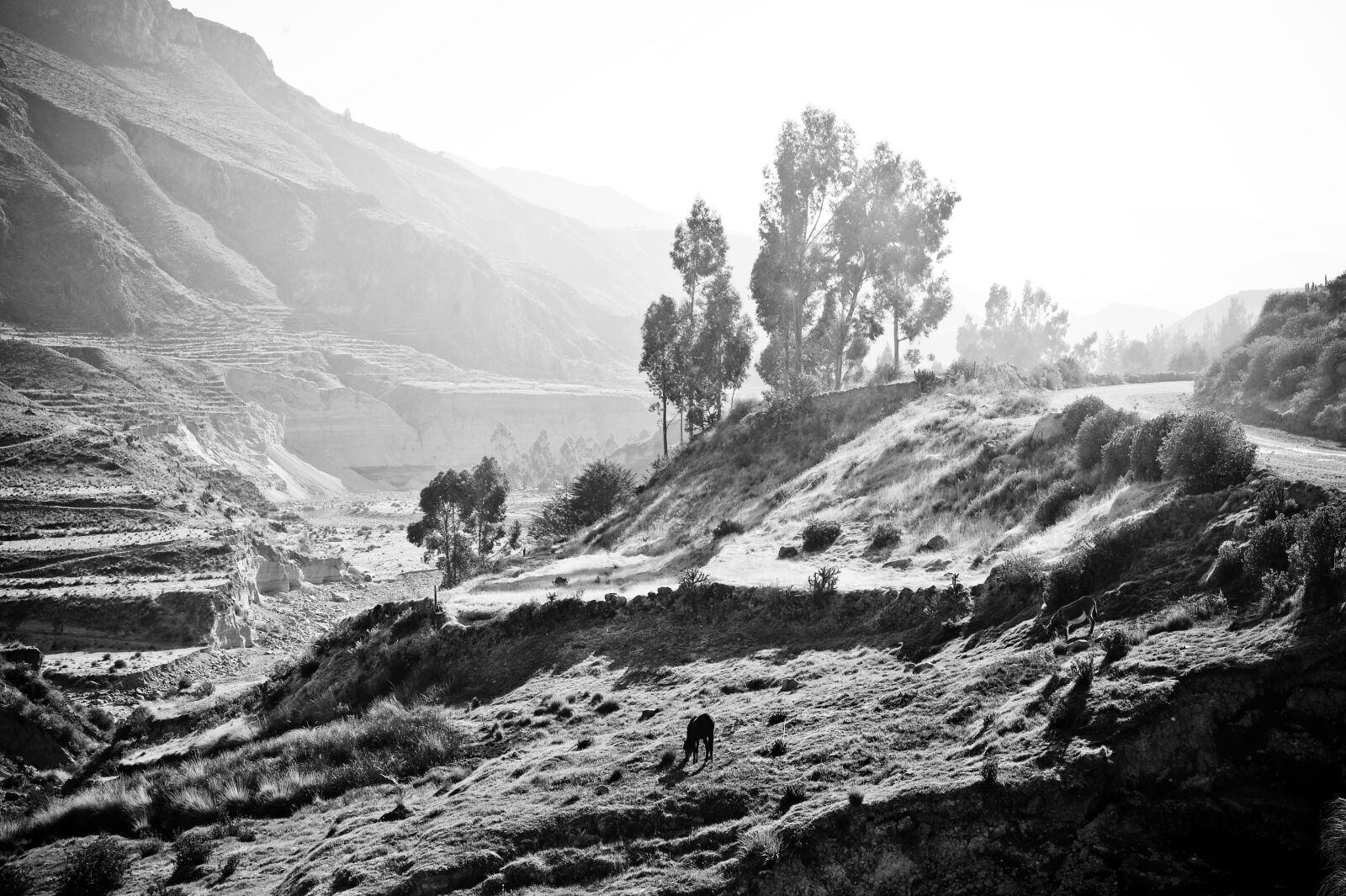 Nikon D700 sample photo. Peru, the colca valley photography