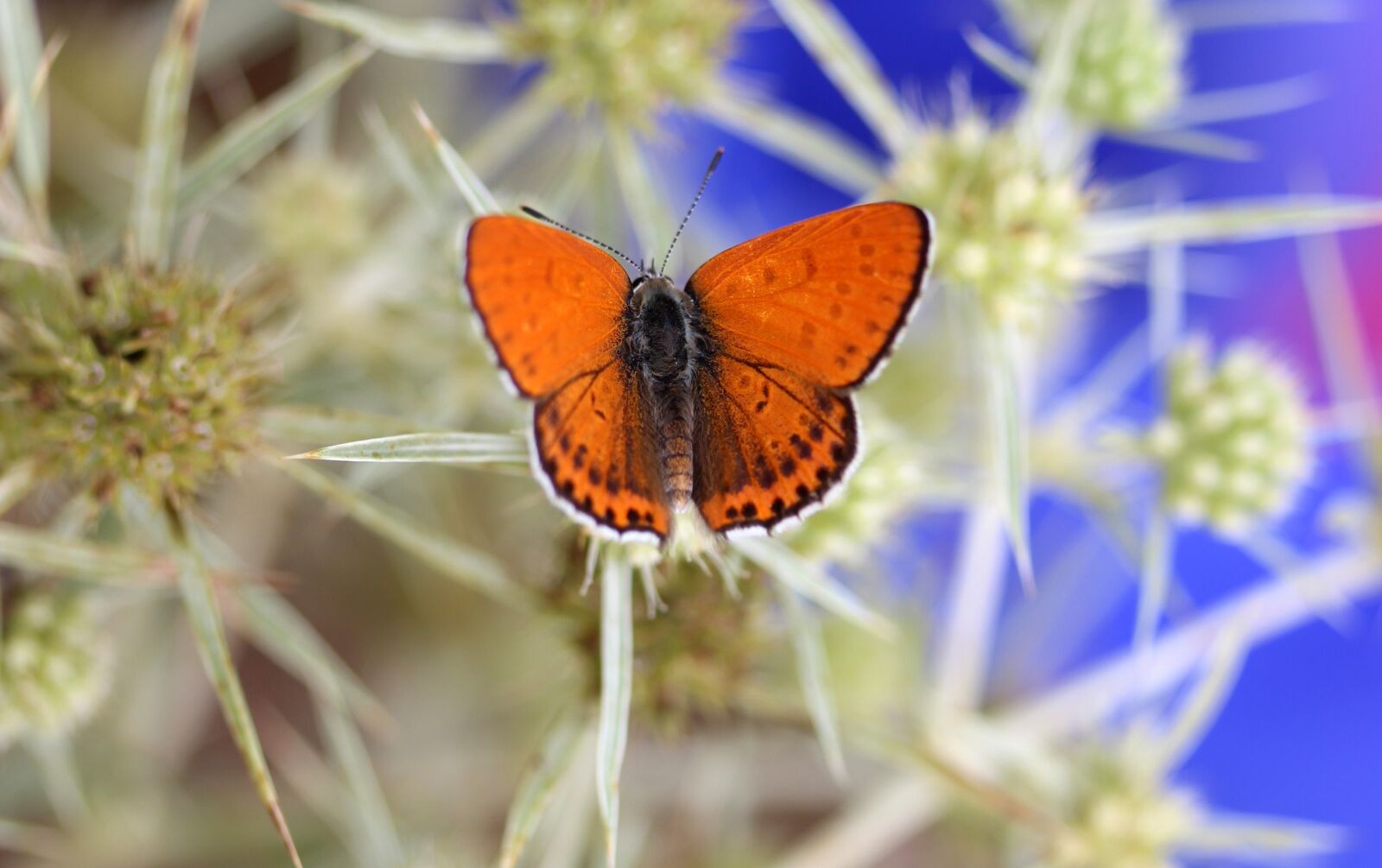 Canon EF-S 60mm F2.8 Macro USM sample photo. Butterfly, red, insecta photography