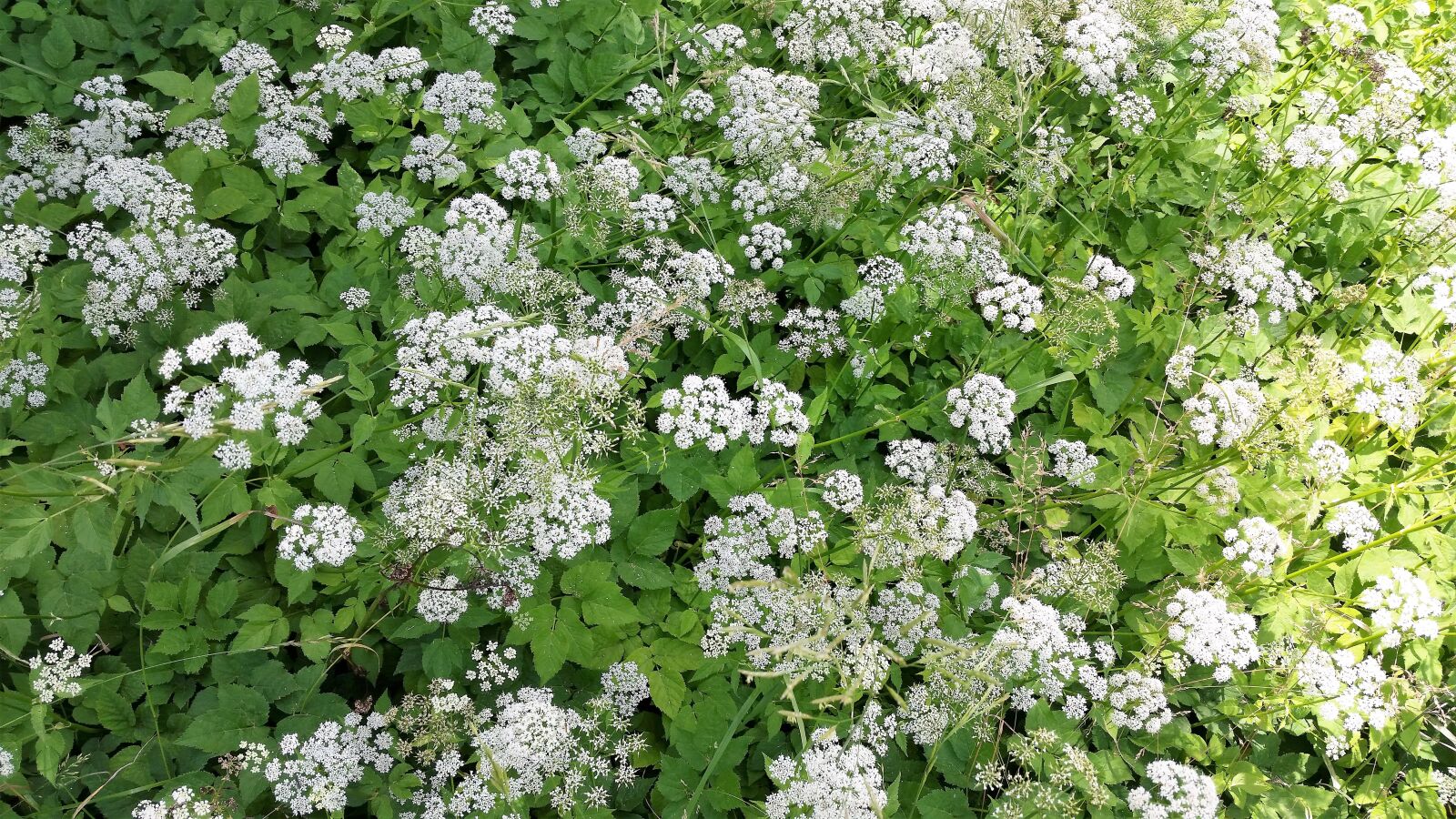 Samsung Galaxy S5 sample photo. Flower, white, spring photography