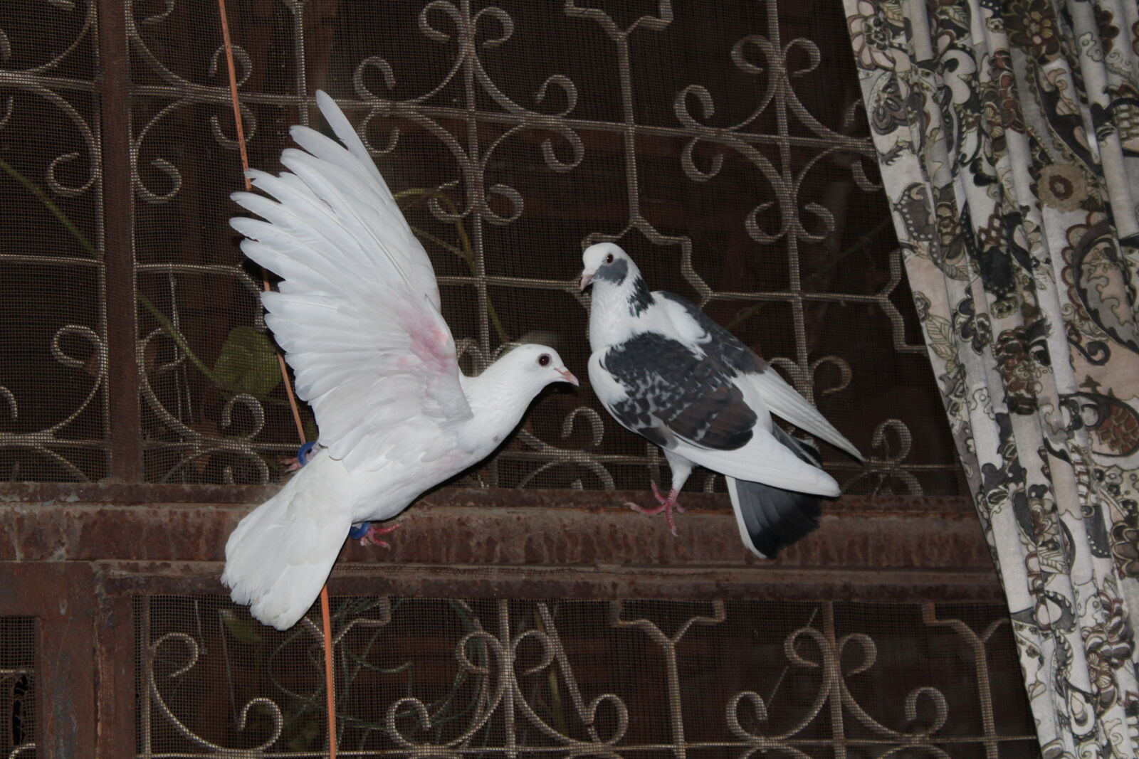 Canon EOS 1300D (EOS Rebel T6 / EOS Kiss X80) sample photo. Flying, pigeon, pigeon, pigeons photography
