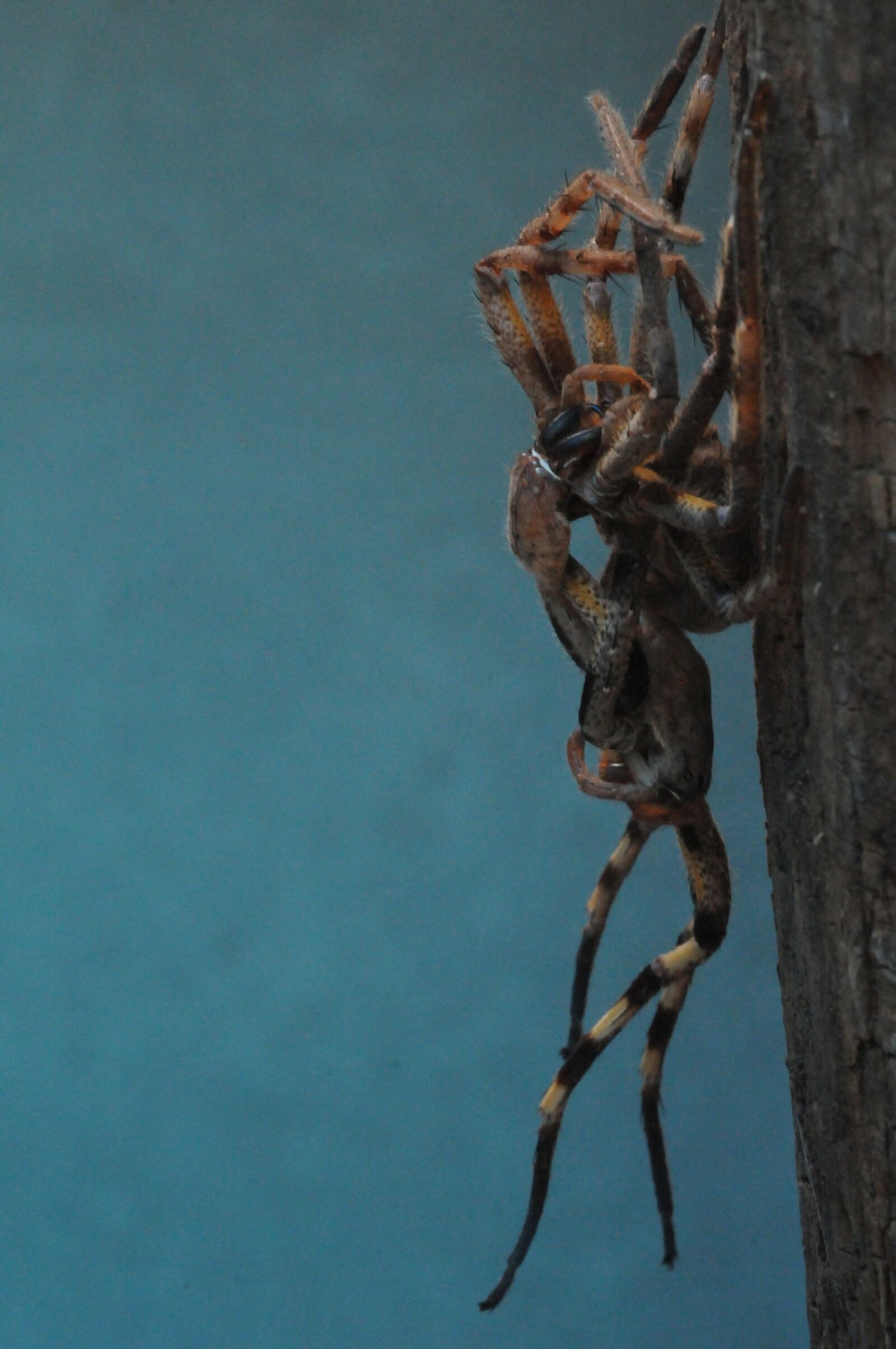 Nikon D300 sample photo. Spider, arachnid, moult photography