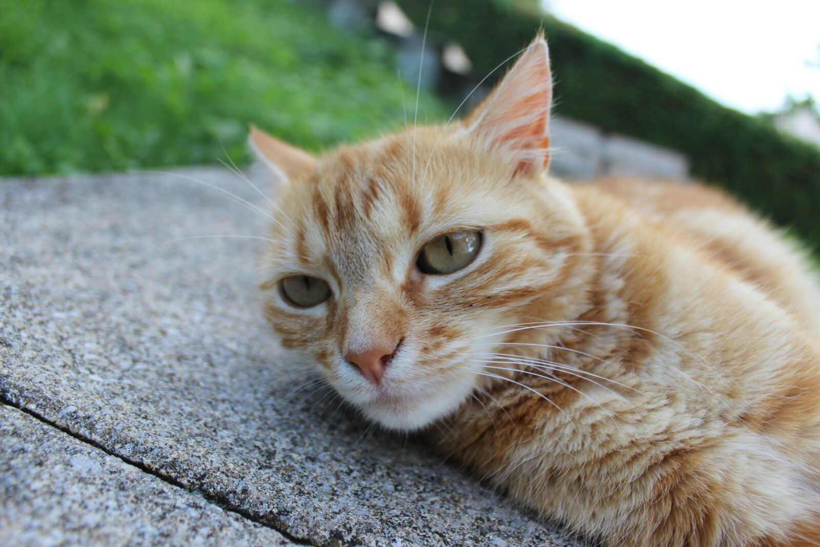 Canon EOS 600D (Rebel EOS T3i / EOS Kiss X5) sample photo. Cat, female, garden, grass photography