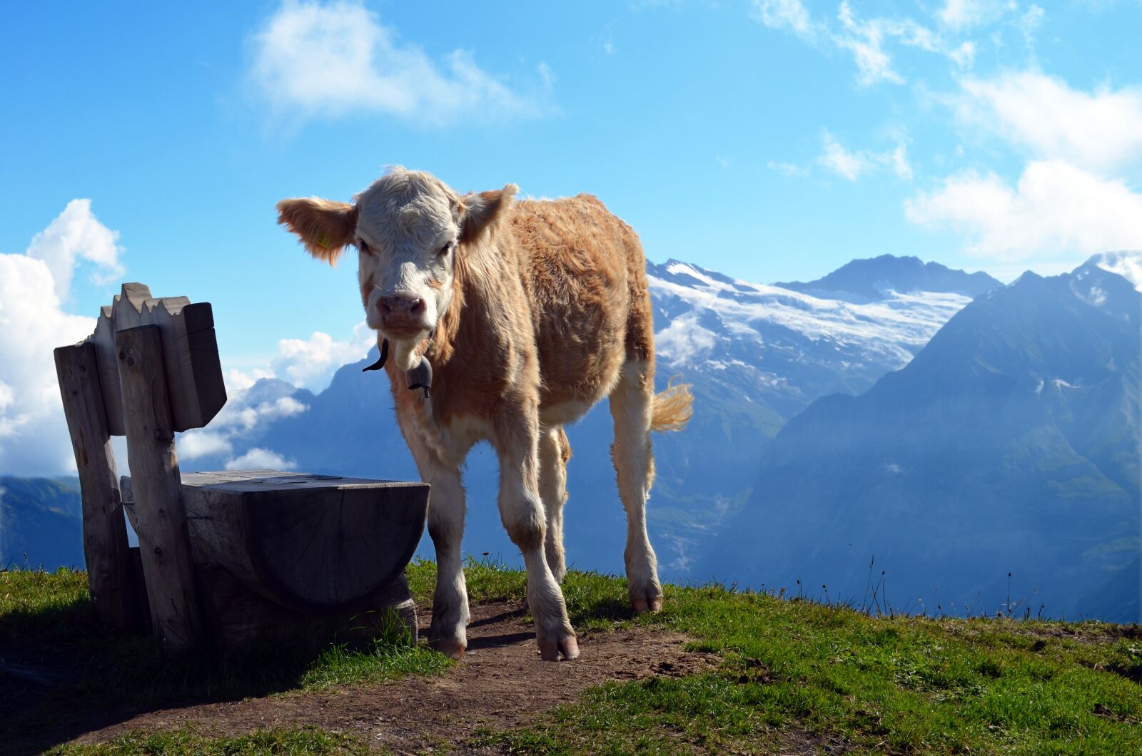 Nikon D5100 sample photo. Calf, bank, alpine photography