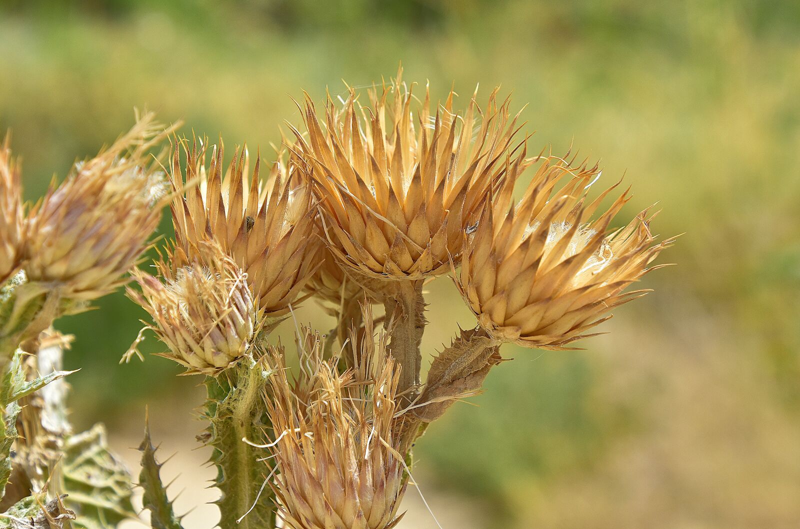 Nikon D7200 sample photo. Flower, nature, plant photography