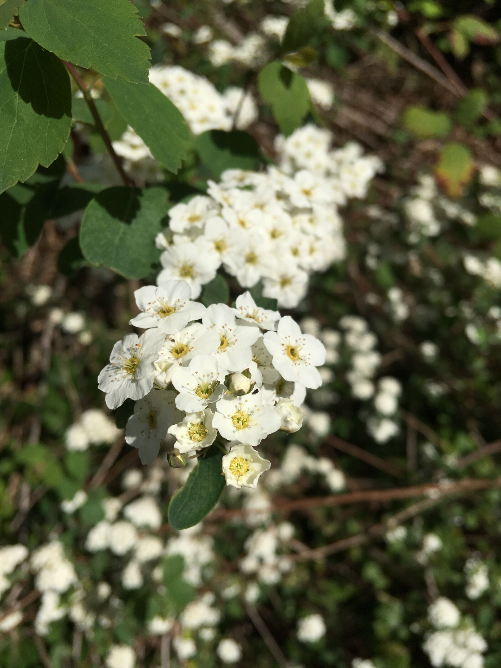 iPhone SE back camera 4.15mm f/2.2 sample photo. Flower, green, nature photography
