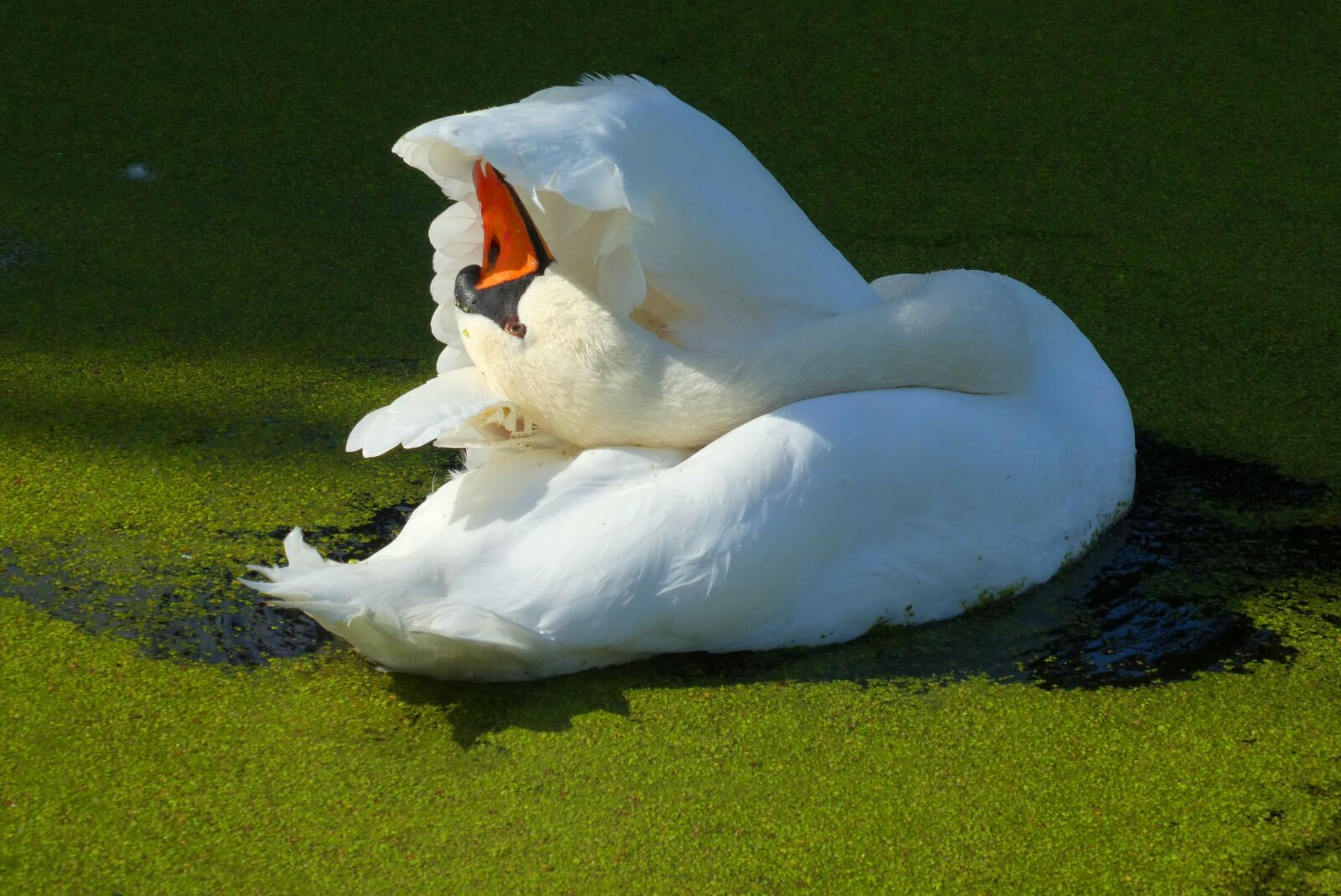 Panasonic Lumix DC-ZS70 (Lumix DC-TZ90) sample photo. Swan, ditch, feathers photography