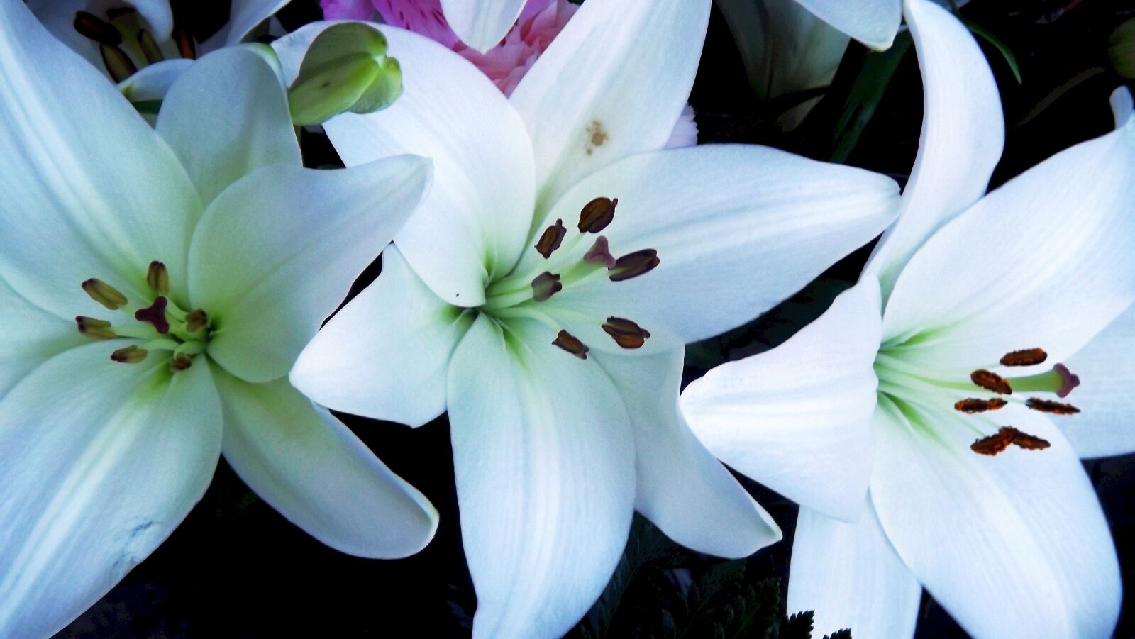 Fujifilm FinePix S3400 sample photo. Spring, flowers, white photography