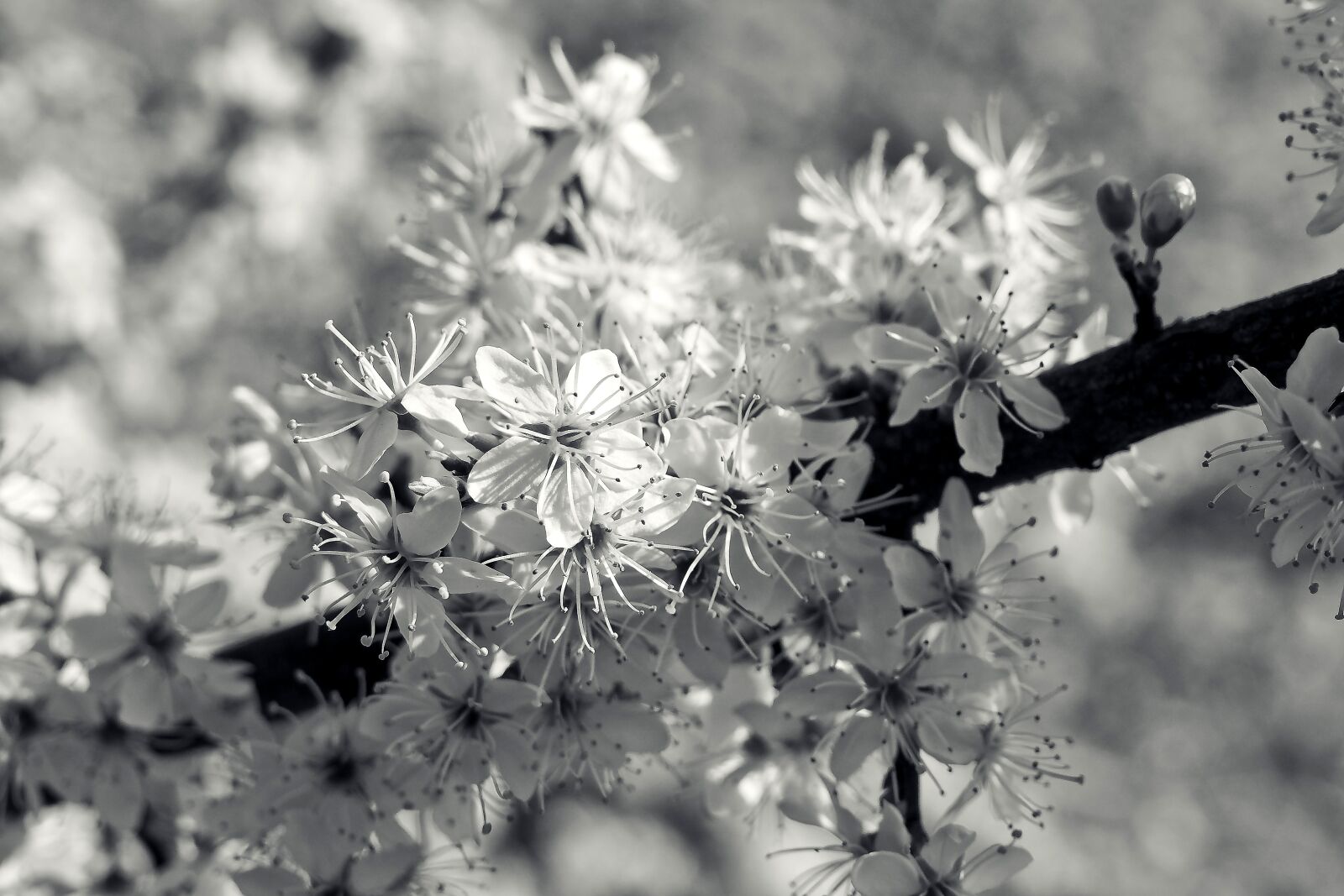 Olympus OM-D E-M10 sample photo. Sour cherry, tree, nature photography