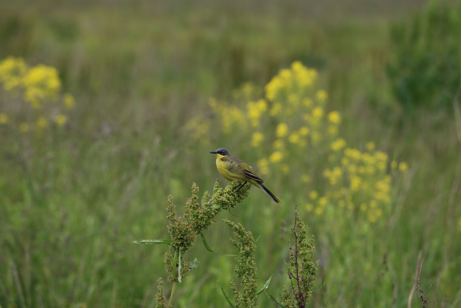 Canon EOS 750D (EOS Rebel T6i / EOS Kiss X8i) sample photo. Bird, wagtail, yellow photography