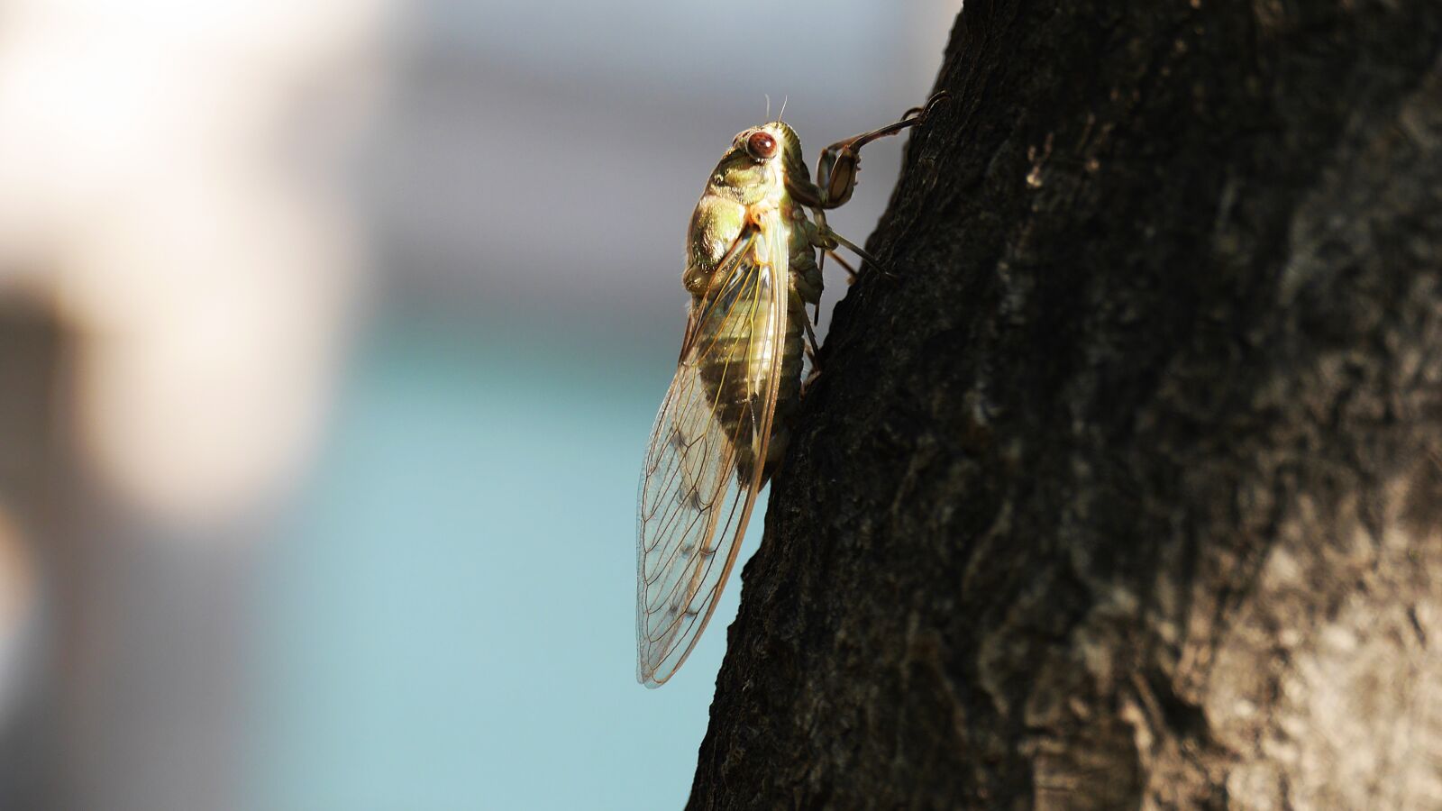 Panasonic Lumix DMC-GH3 sample photo. Cicada, insects, summer photography