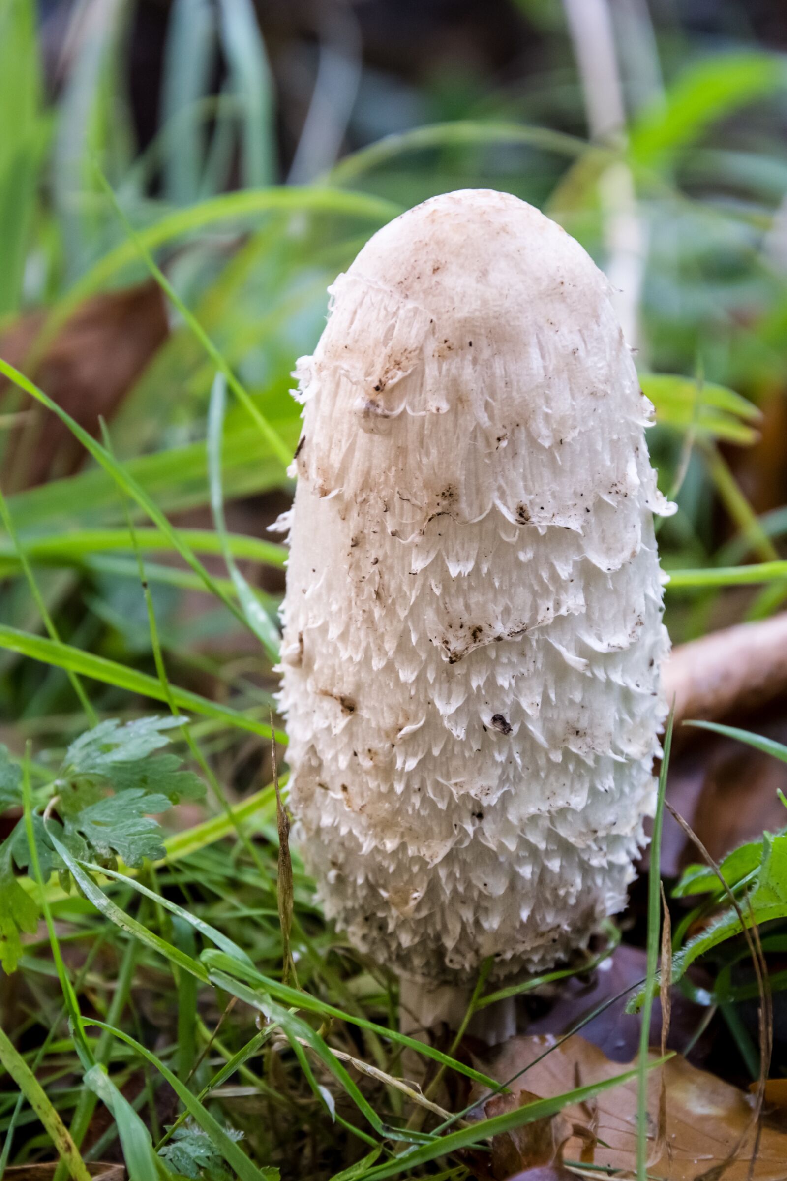 Nikon D7100 sample photo. Comatus, mushroom, asparagus mushroom photography