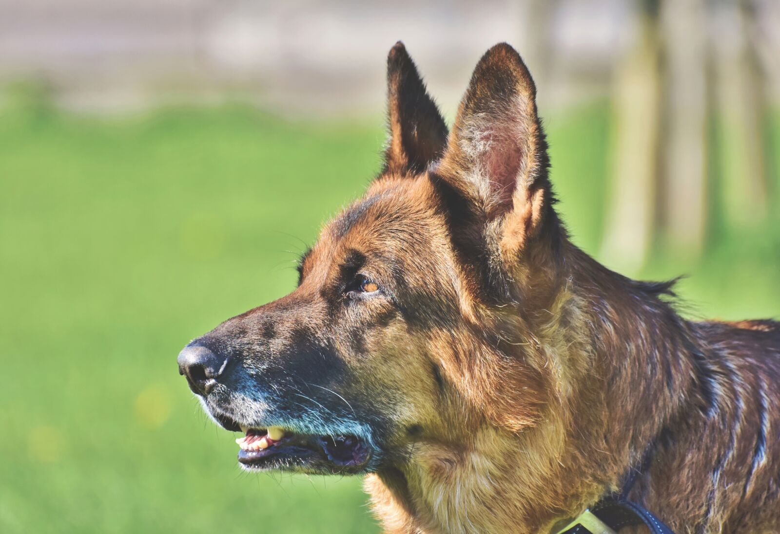 Nikon D7200 sample photo. Sch fer dog, german photography