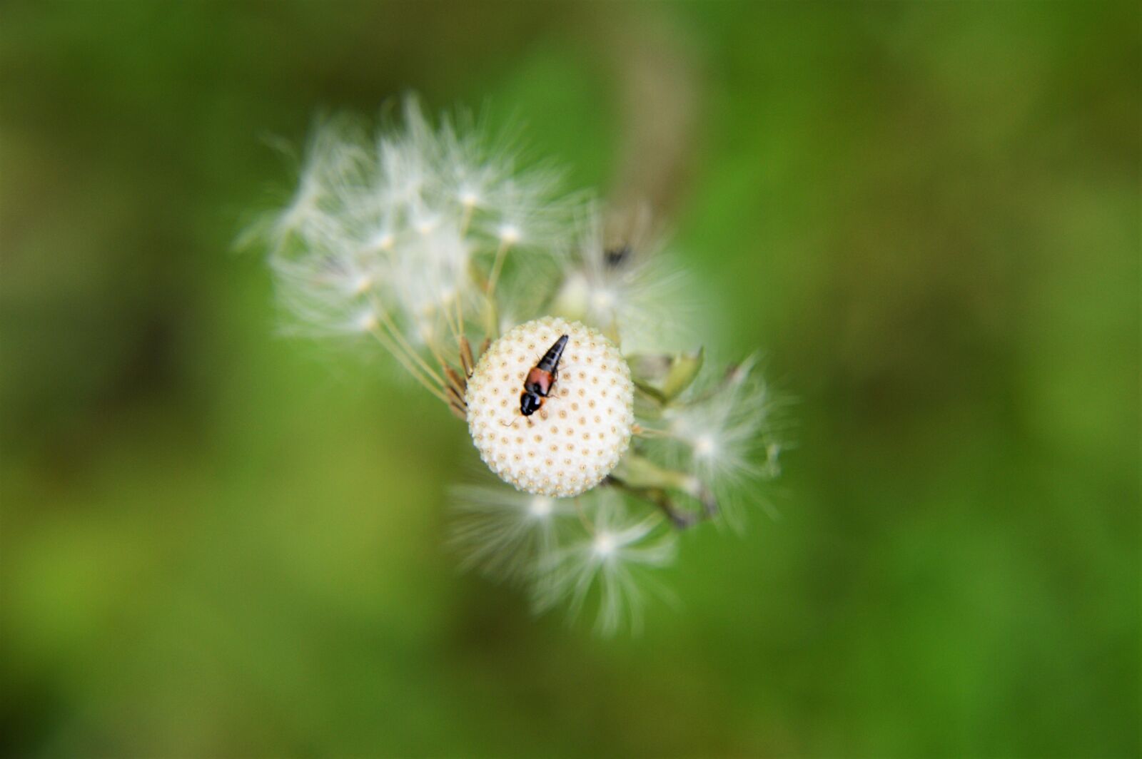 Nikon D3200 sample photo. Flower, plant, nature photography