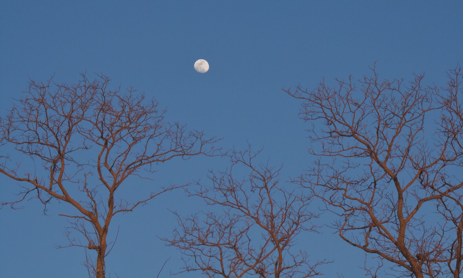Canon EOS 1000D (EOS Digital Rebel XS / EOS Kiss F) sample photo. Moon, trees, sky photography
