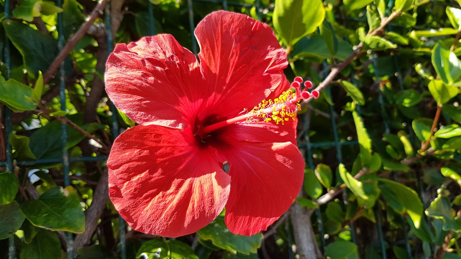 Samsung Galaxy S7 sample photo