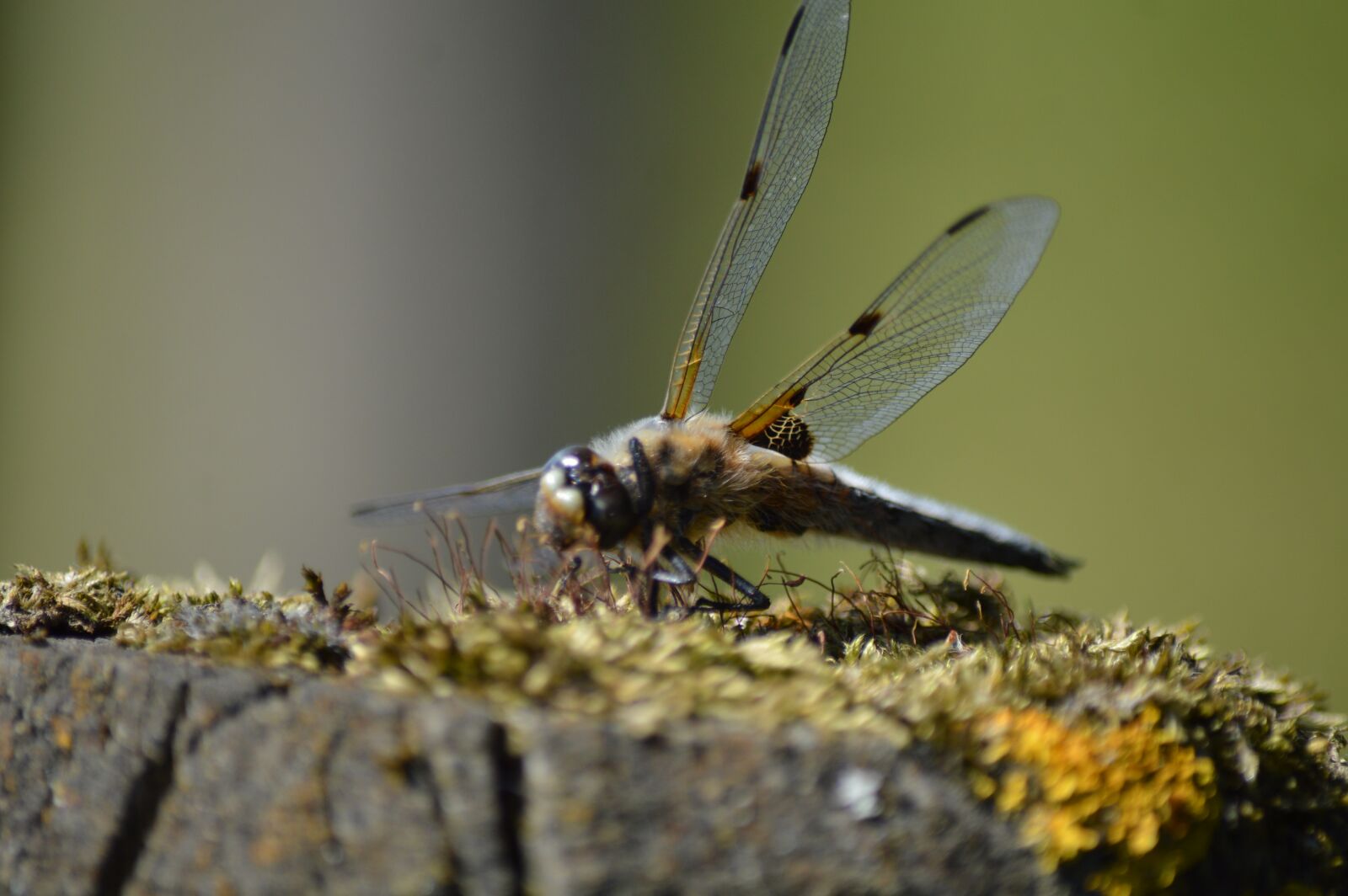 Nikon D3200 sample photo. Dragonfly, insect, bug photography
