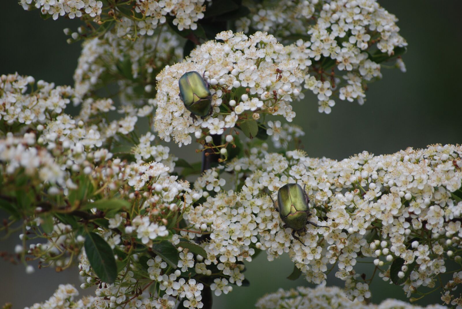 Nikon D80 sample photo. Spring, beetles, beetle photography