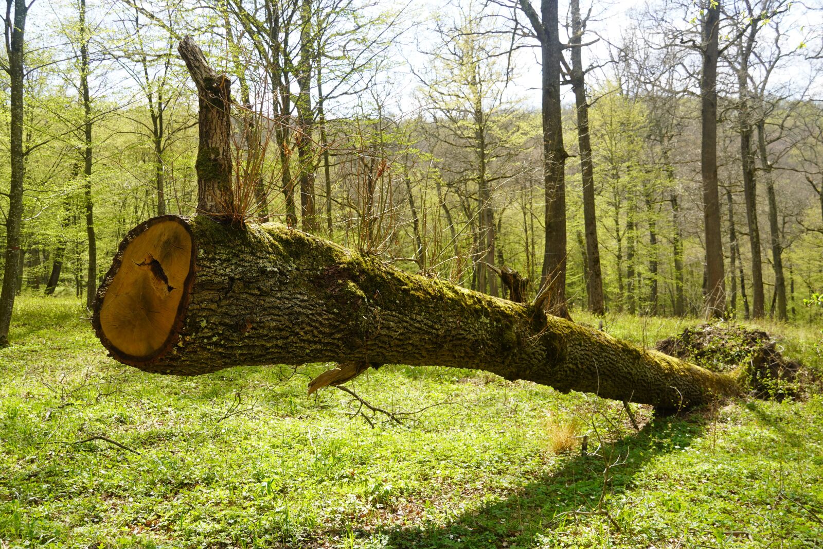 Sony a6400 sample photo. Tree, log, nature photography