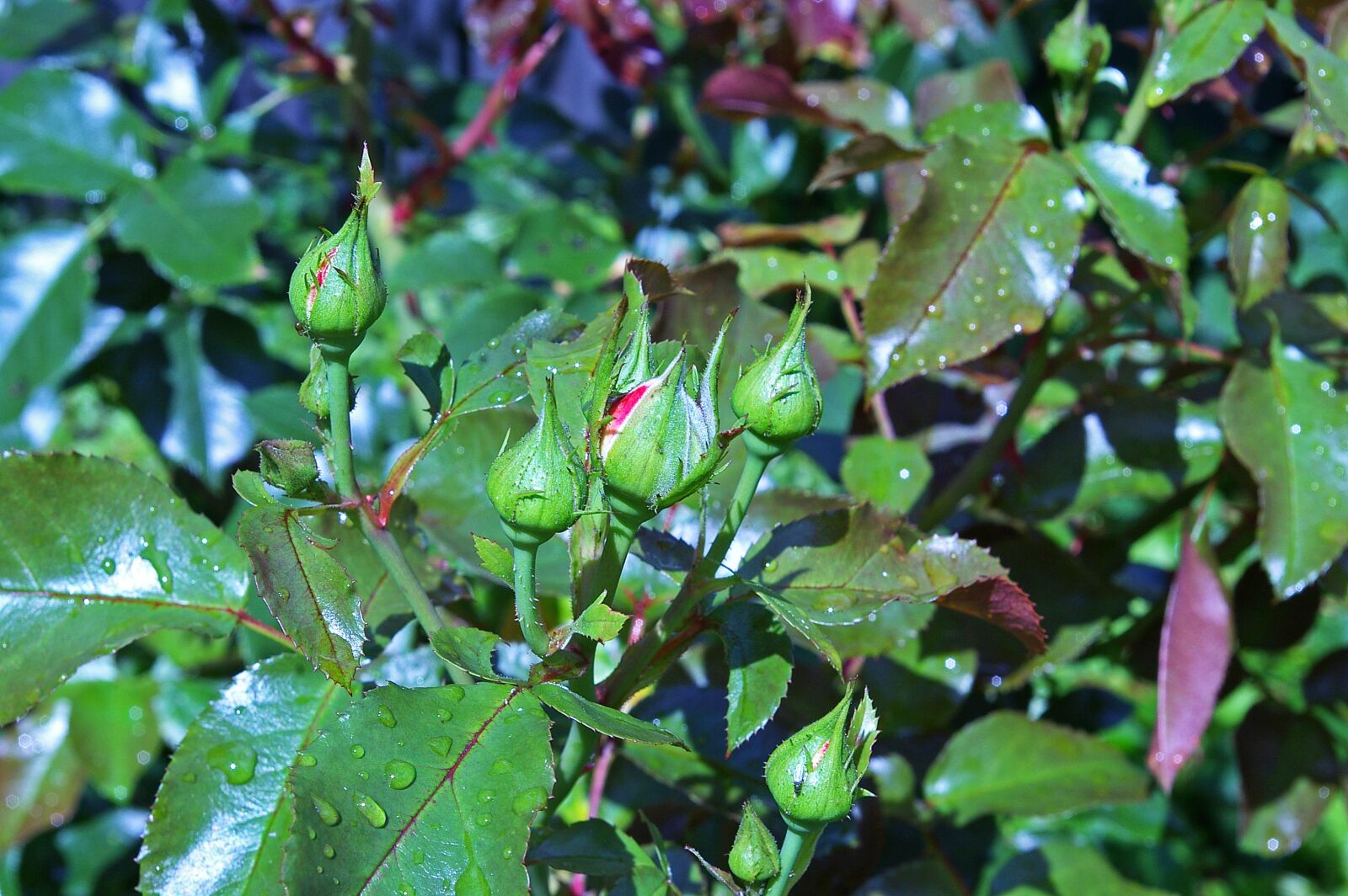 Pentax *ist DL2 sample photo. Rose bud, rose petals photography
