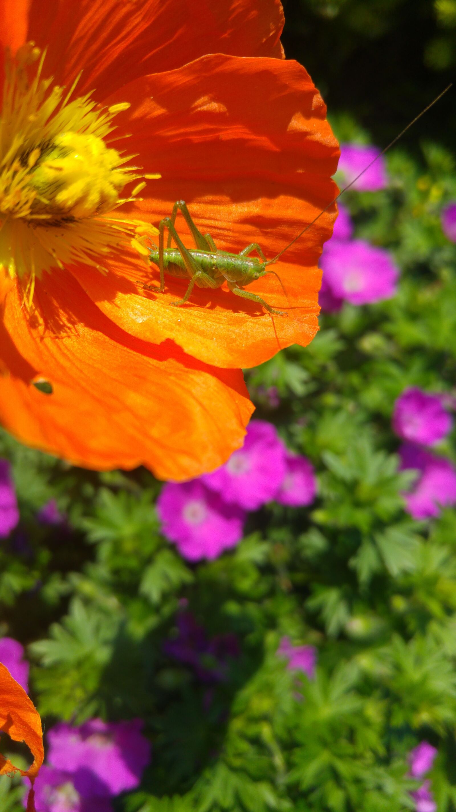 LG G4 sample photo. Insect, grasshopper, green photography