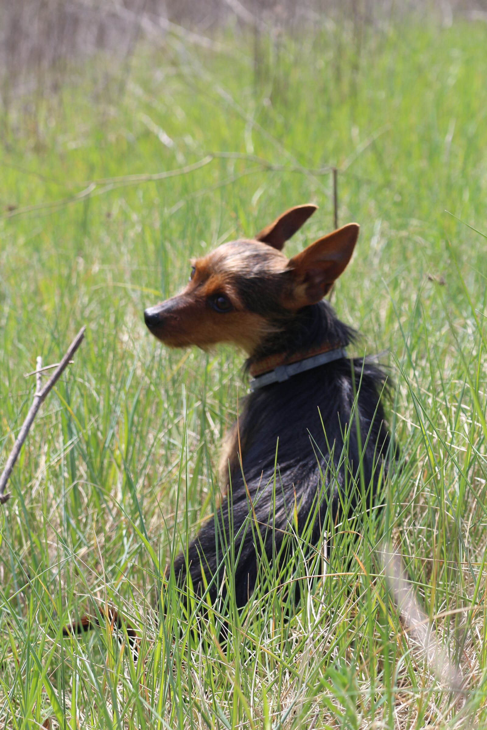 Canon EOS 700D (EOS Rebel T5i / EOS Kiss X7i) + Canon EF-S 18-55mm F3.5-5.6 IS STM sample photo. Dog, friendship, friend photography