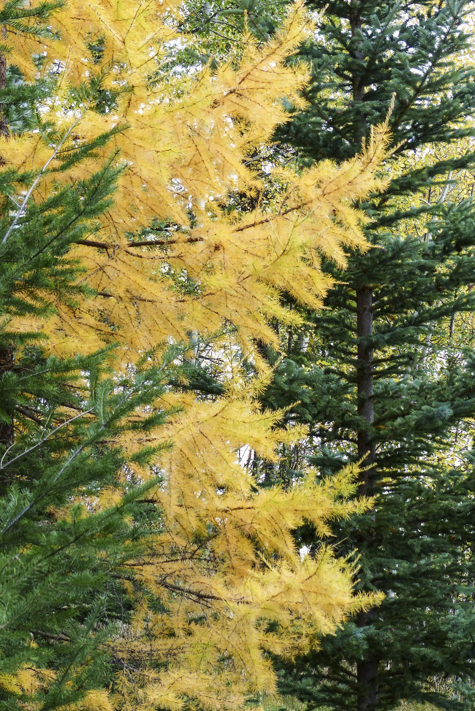 Panasonic Lumix DMC-FZ200 sample photo. Trees, forest, firs photography